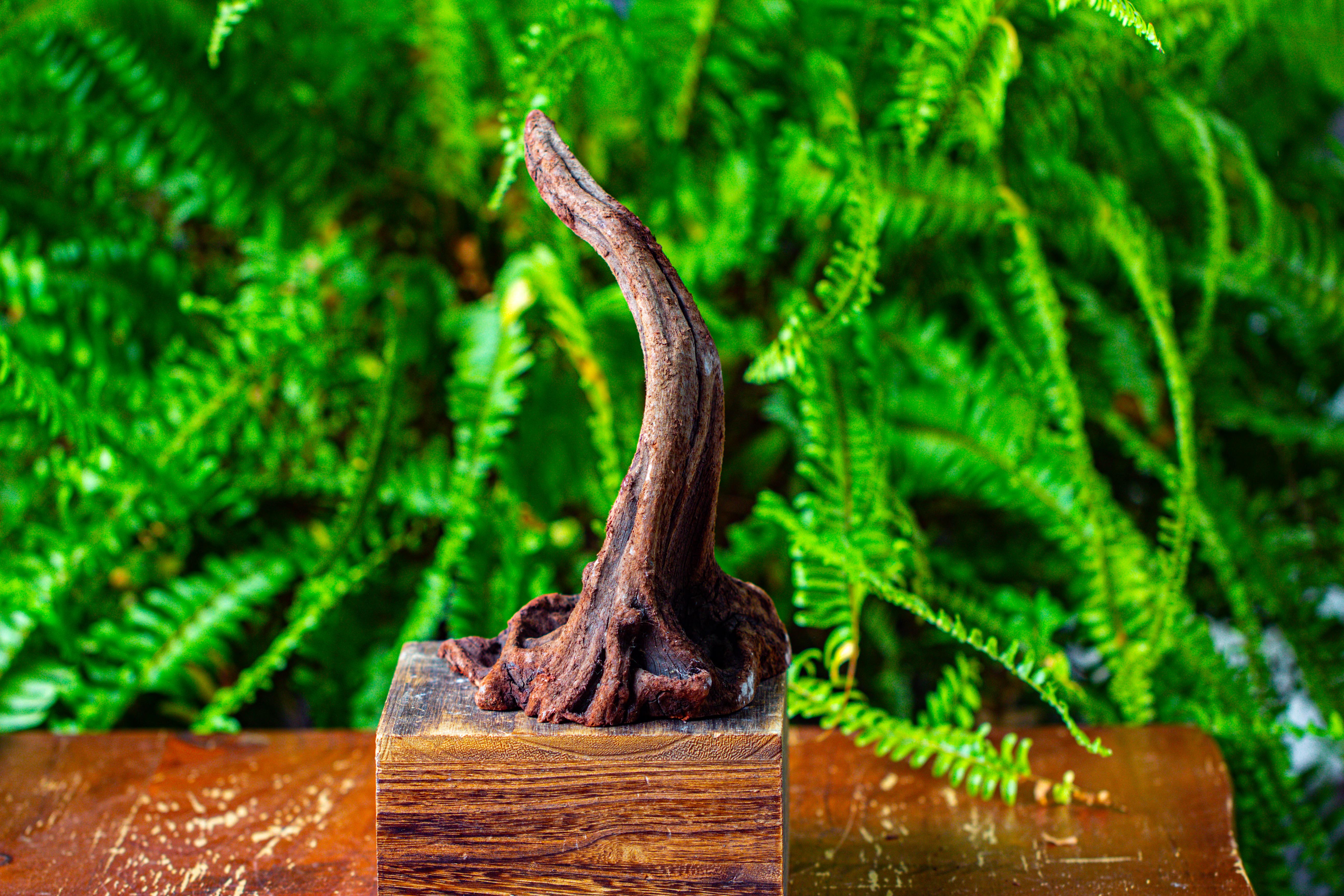 driftwood for moss terrarium, miniature, micro landscape,TS001 - NCYPgarden