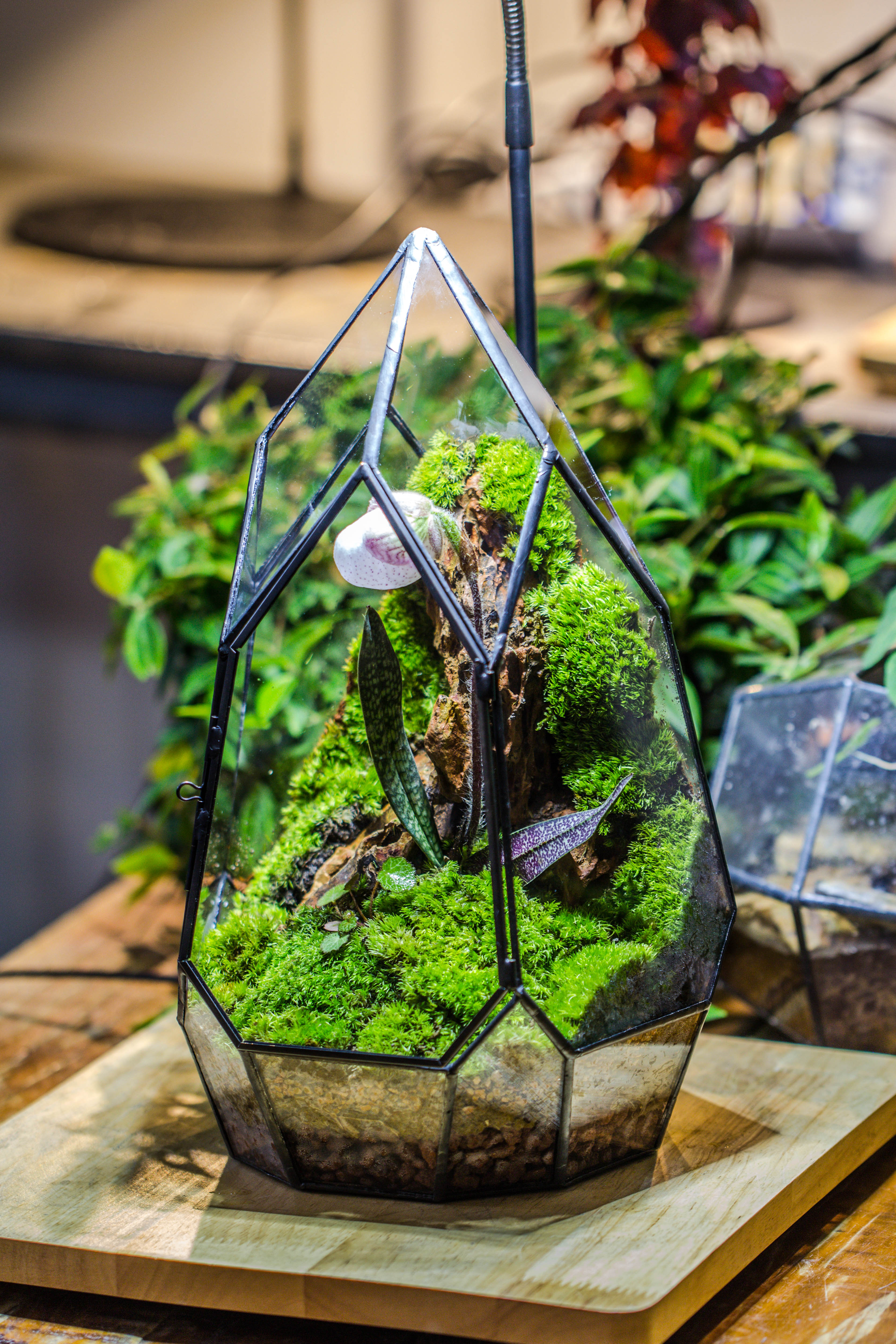 Cliff terrarium project: Live Moss Cliff TearDrop Close Terrarium Building Kit with matching LED Grow Light and Base - NCYPgarden