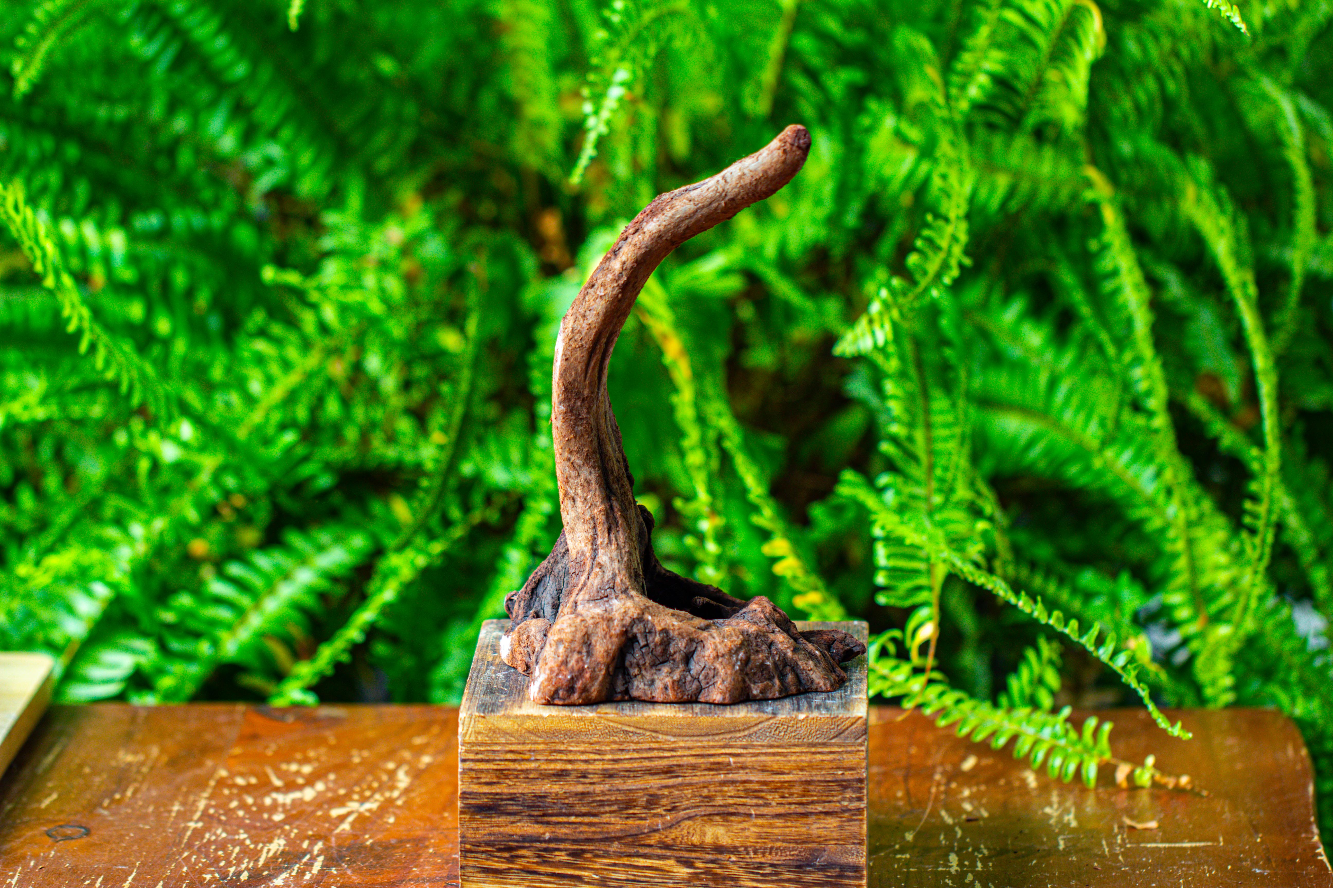 driftwood for moss terrarium, miniature, micro landscape,TS001 - NCYPgarden