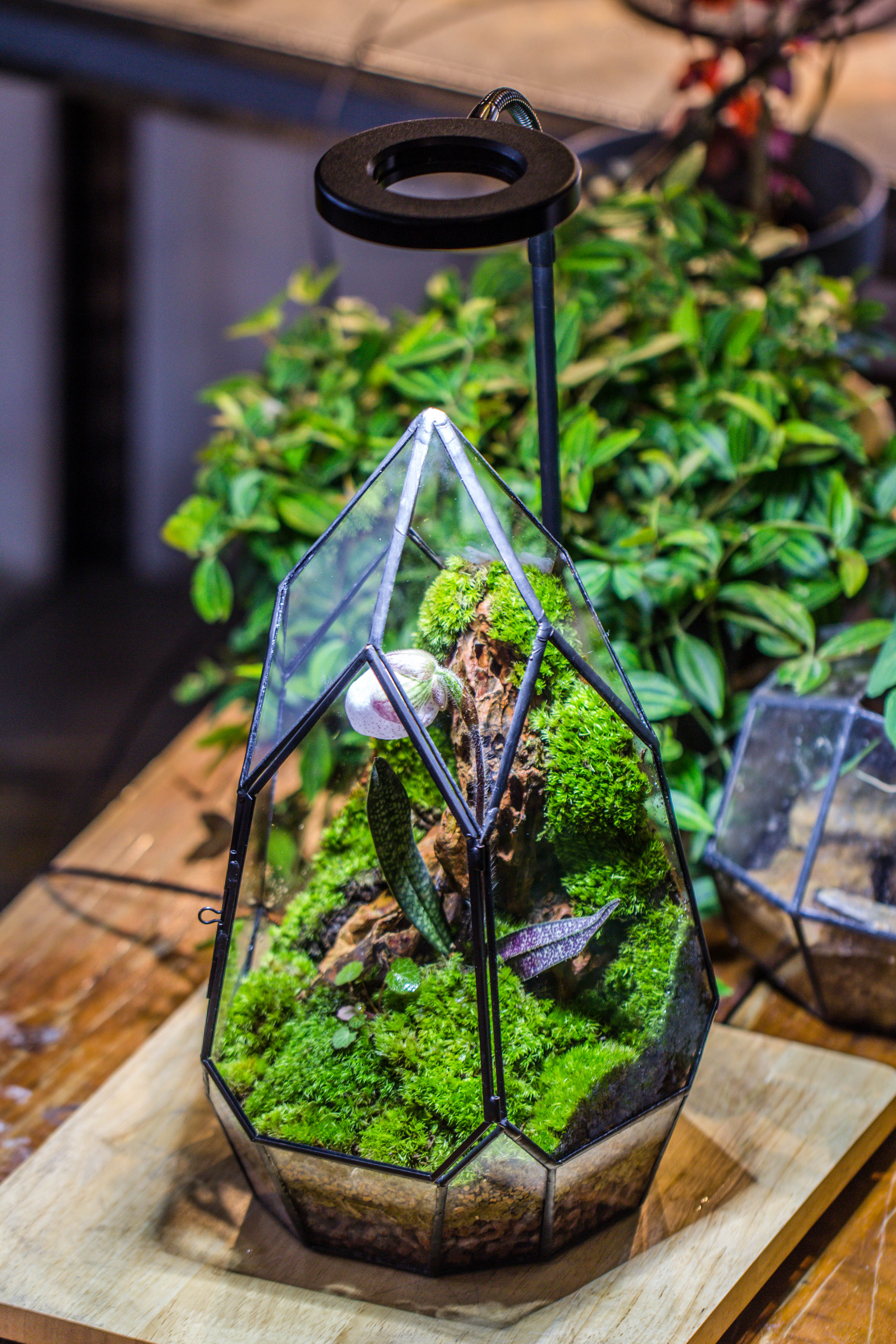 Cliff terrarium project: Live Moss Cliff TearDrop Close Terrarium Building Kit with matching LED Grow Light and Base - NCYPgarden
