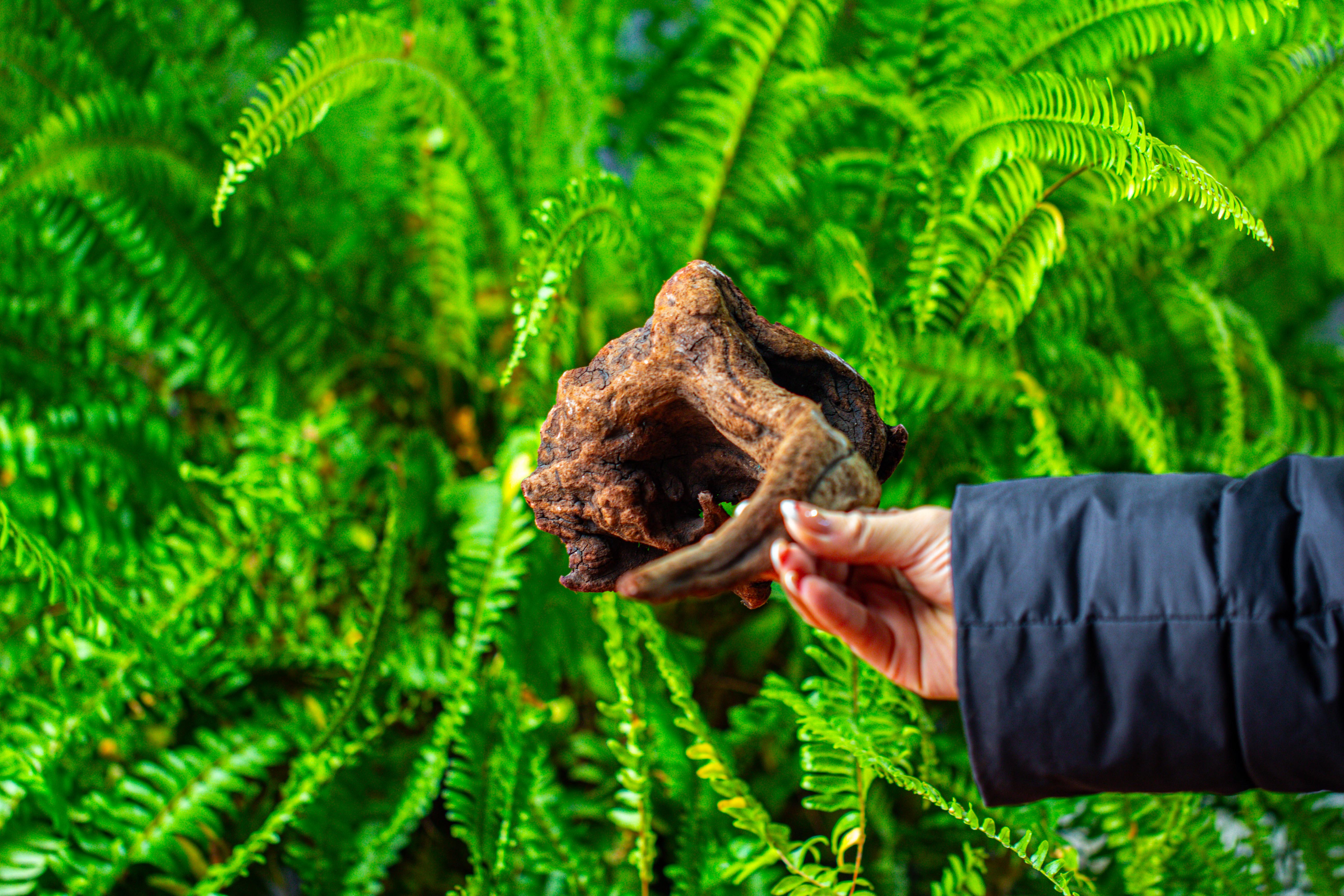 driftwood for moss terrarium, miniature, micro landscape,TS001 - NCYPgarden