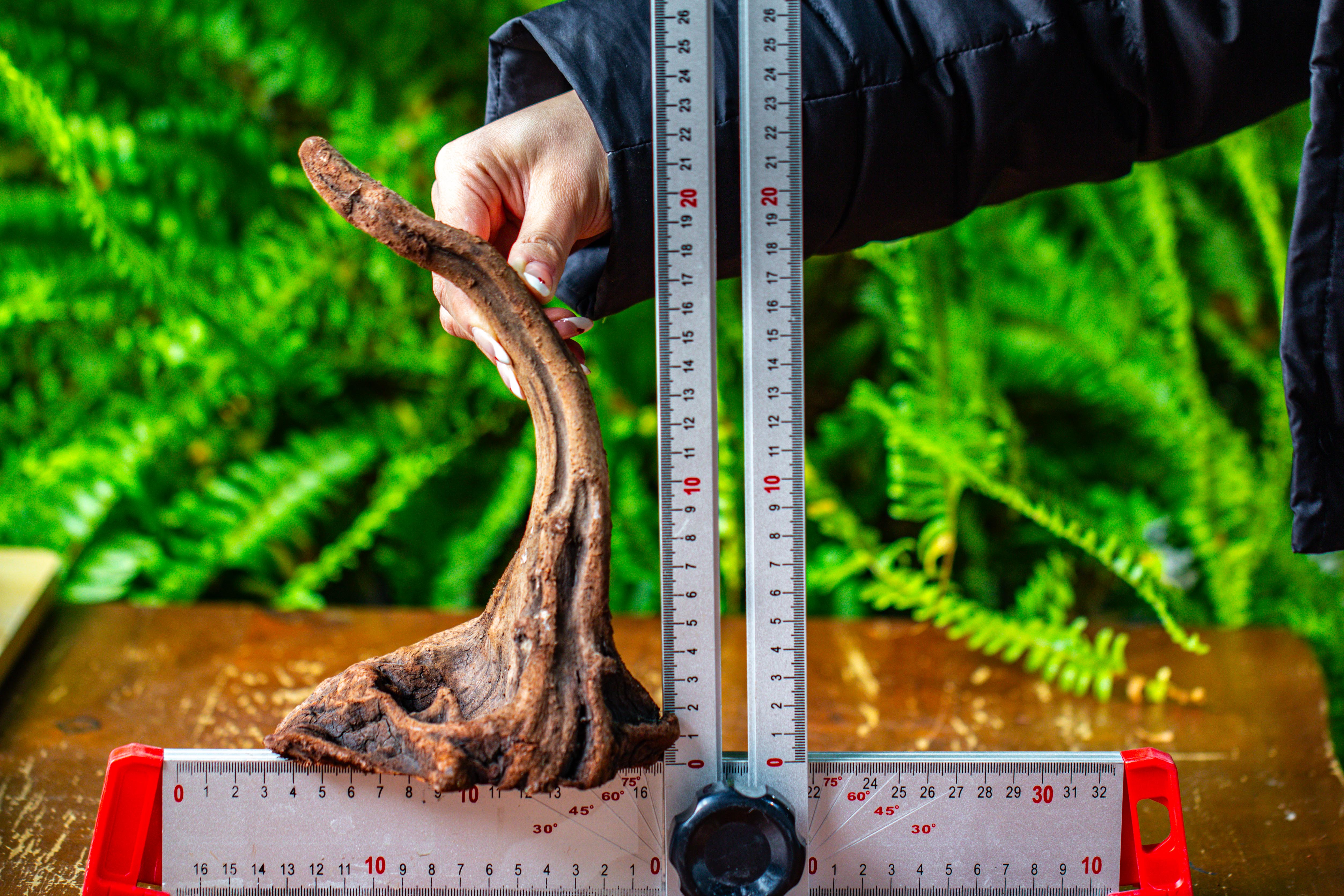 driftwood for moss terrarium, miniature, micro landscape,TS001 - NCYPgarden