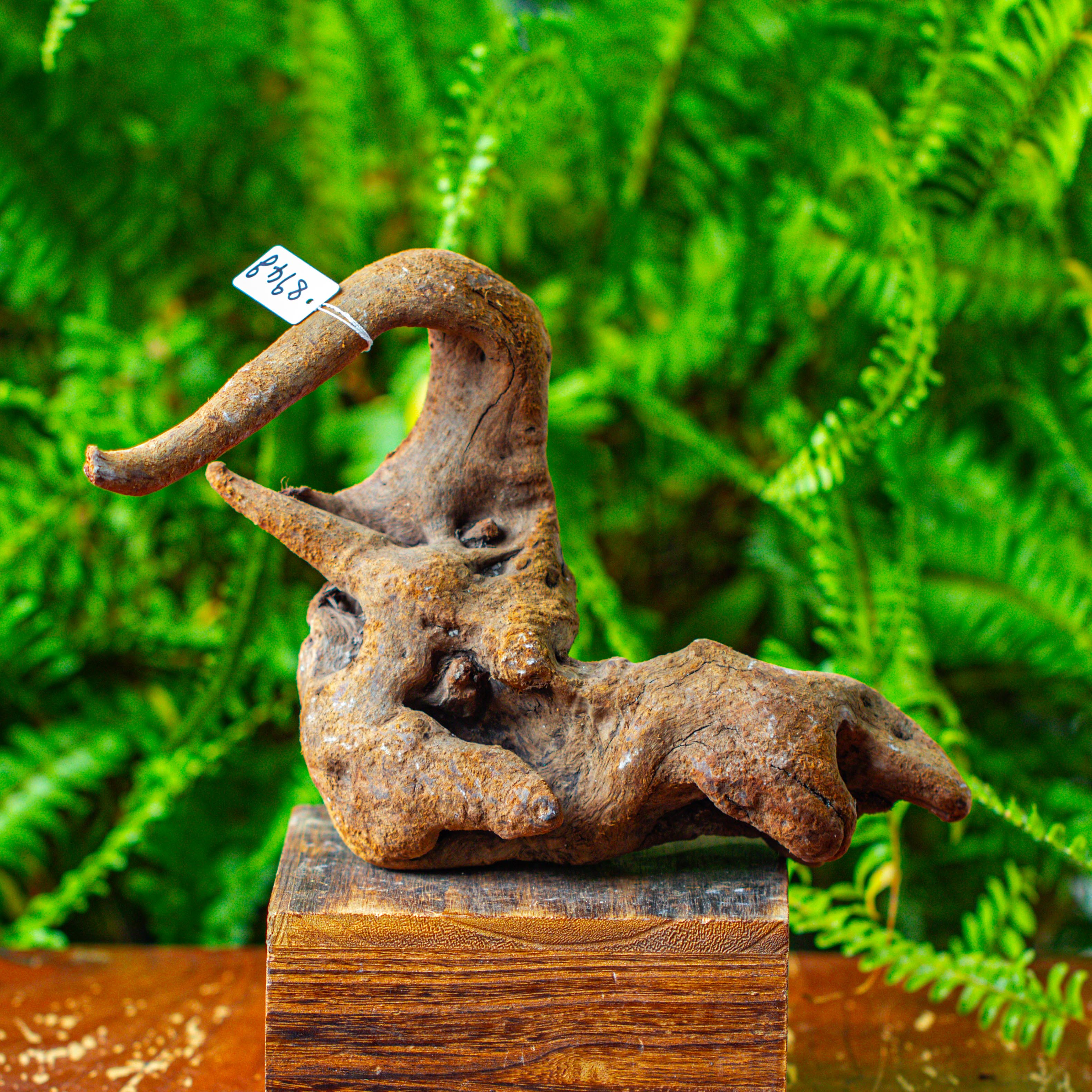 driftwood for moss terrarium, miniature, micro landscape,TS005 - NCYPgarden