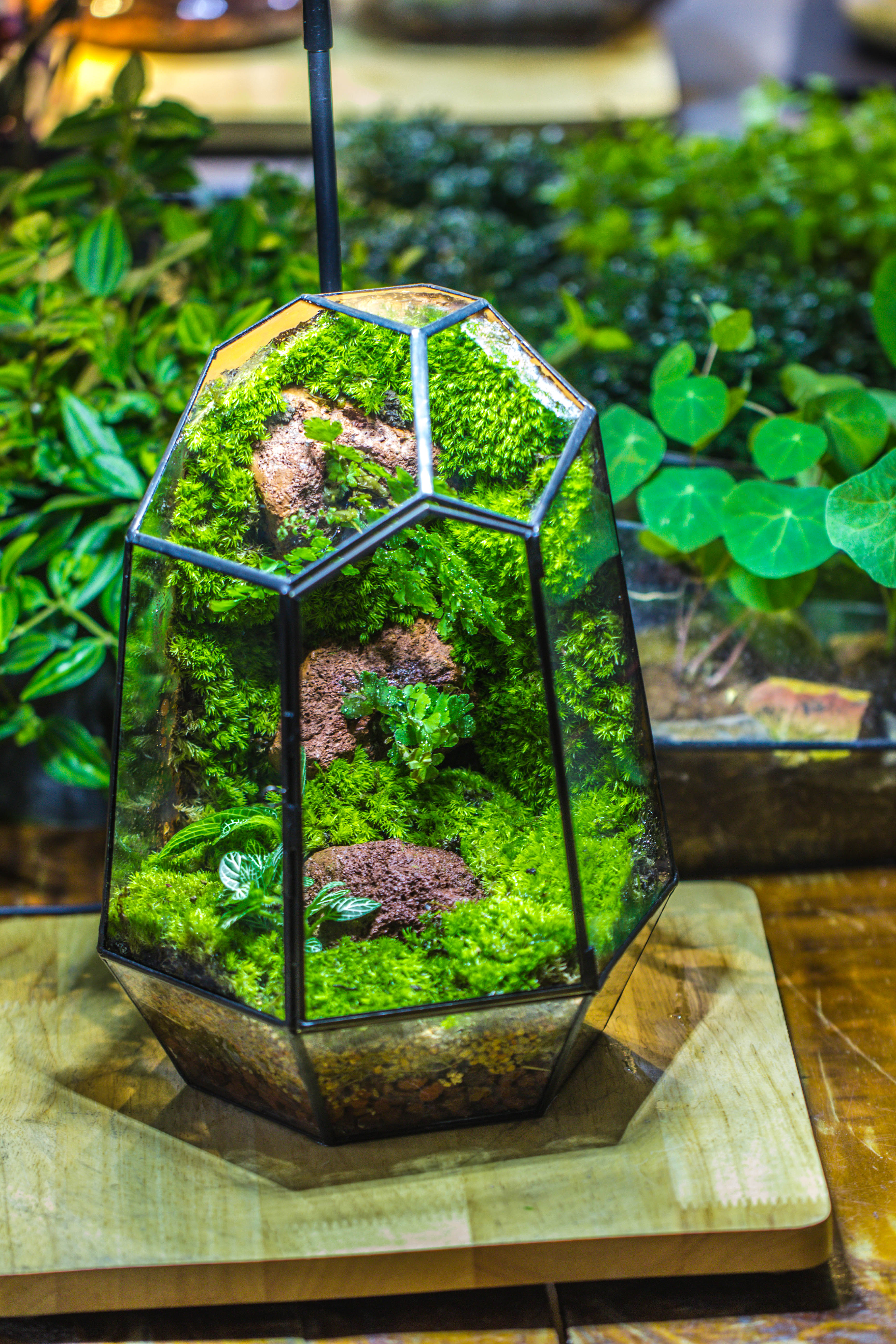 Rainforest terrarium project: Live Moss Wall Iregular Terrarium Building Kit with matching LED Grow Light and Base - NCYPgarden