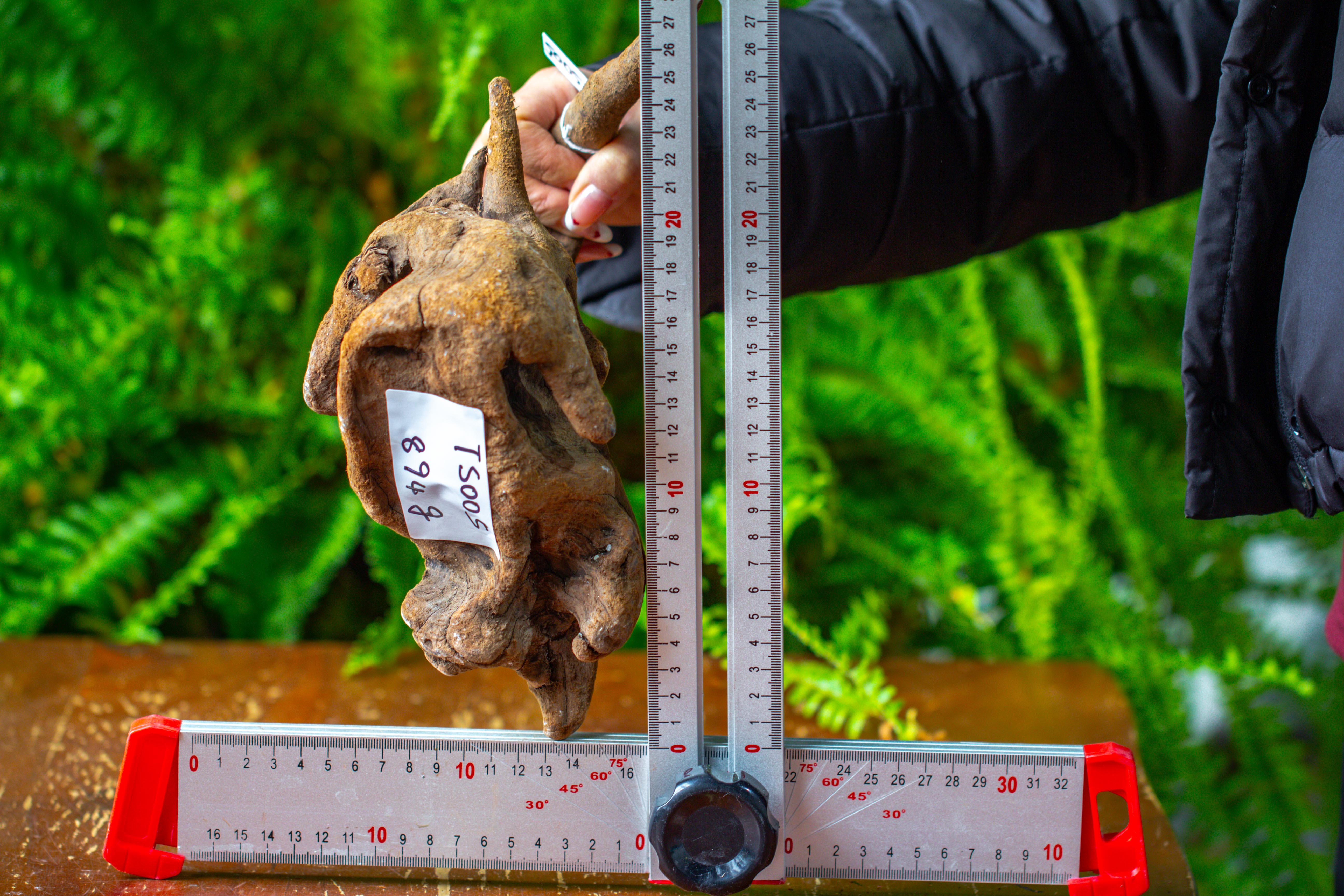 driftwood for moss terrarium, miniature, micro landscape,TS005 - NCYPgarden