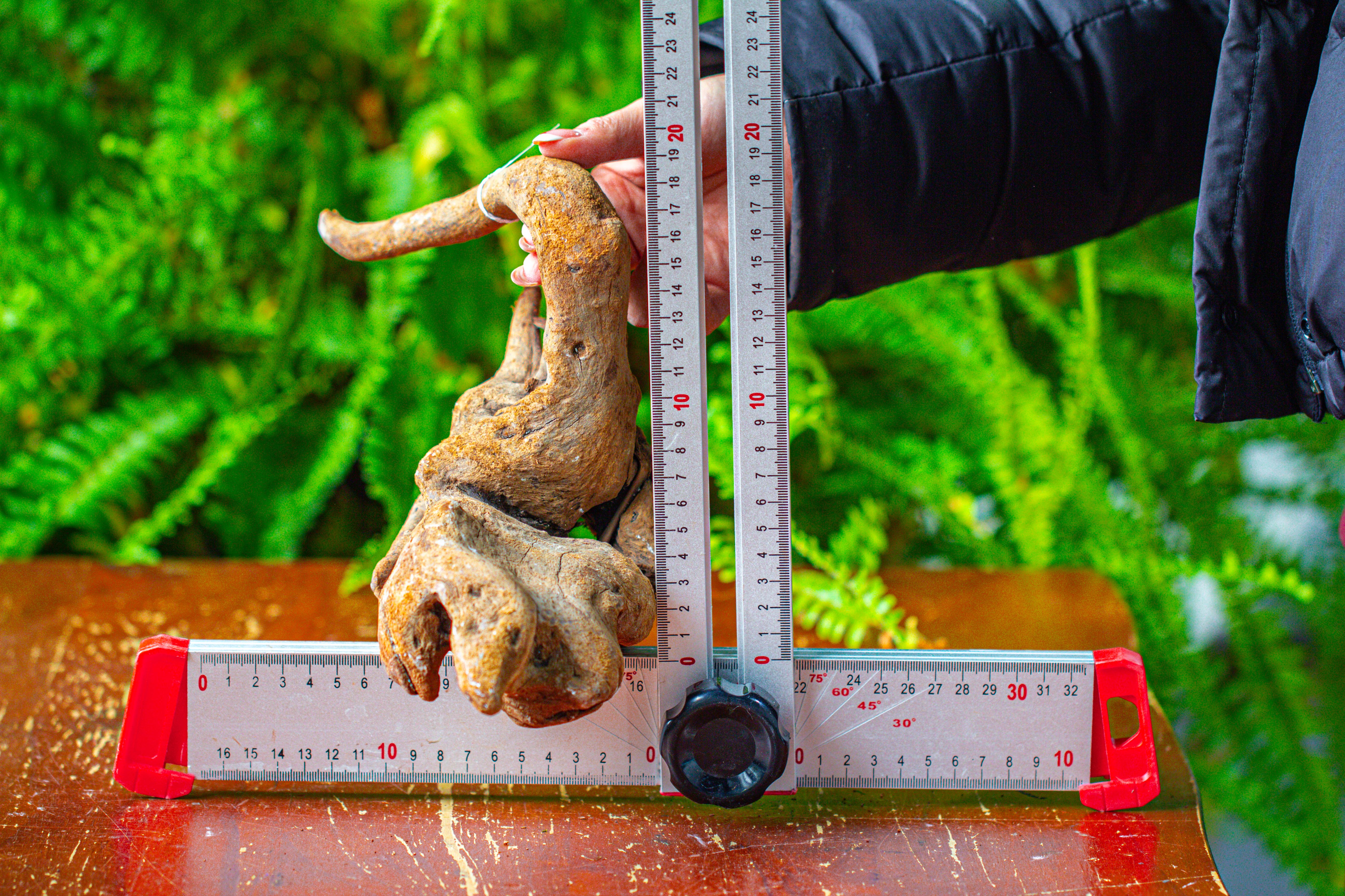 driftwood for moss terrarium, miniature, micro landscape,TS005 - NCYPgarden