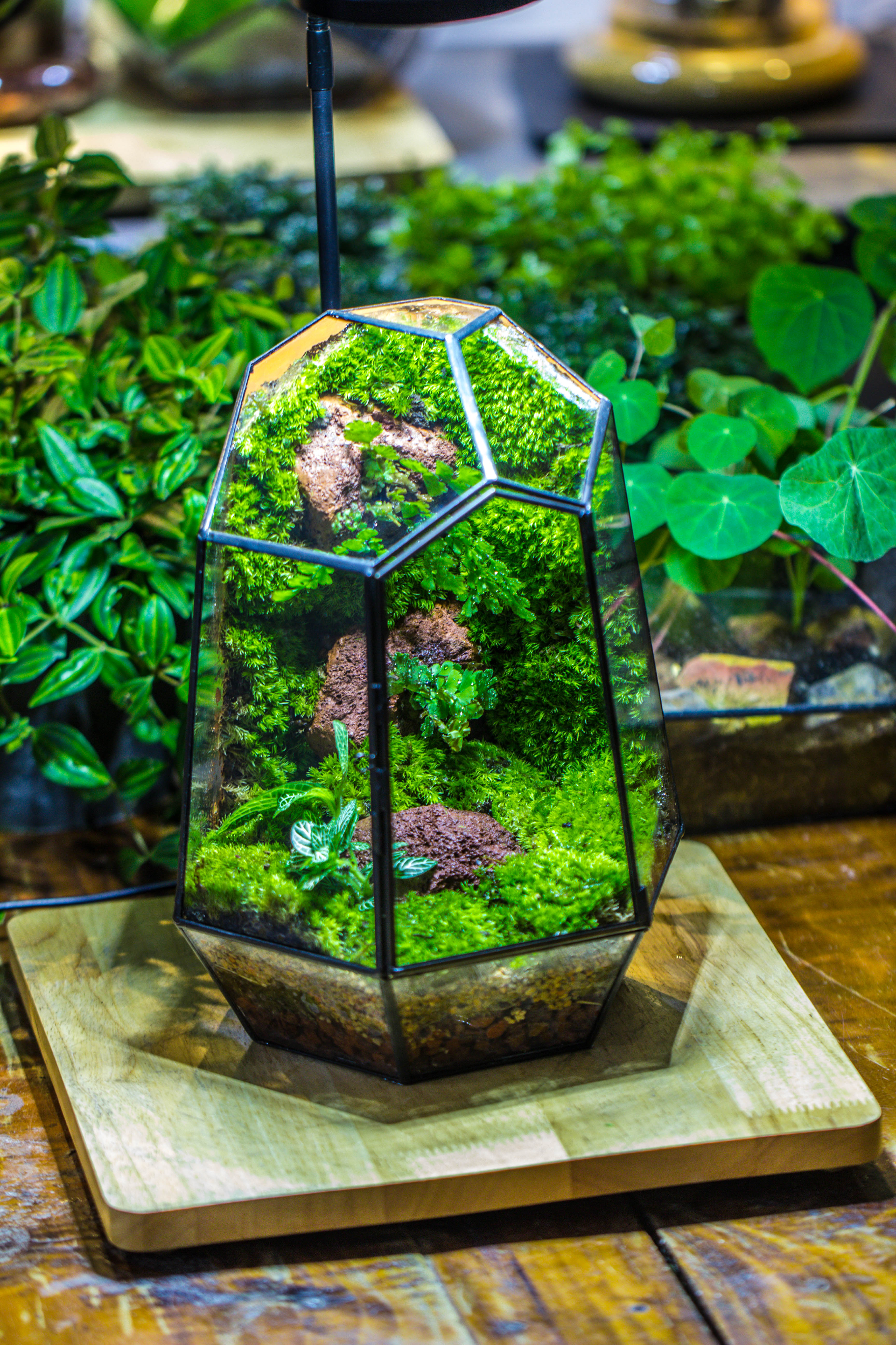 Rainforest terrarium project: Live Moss Wall Iregular Terrarium Building Kit with matching LED Grow Light and Base - NCYPgarden