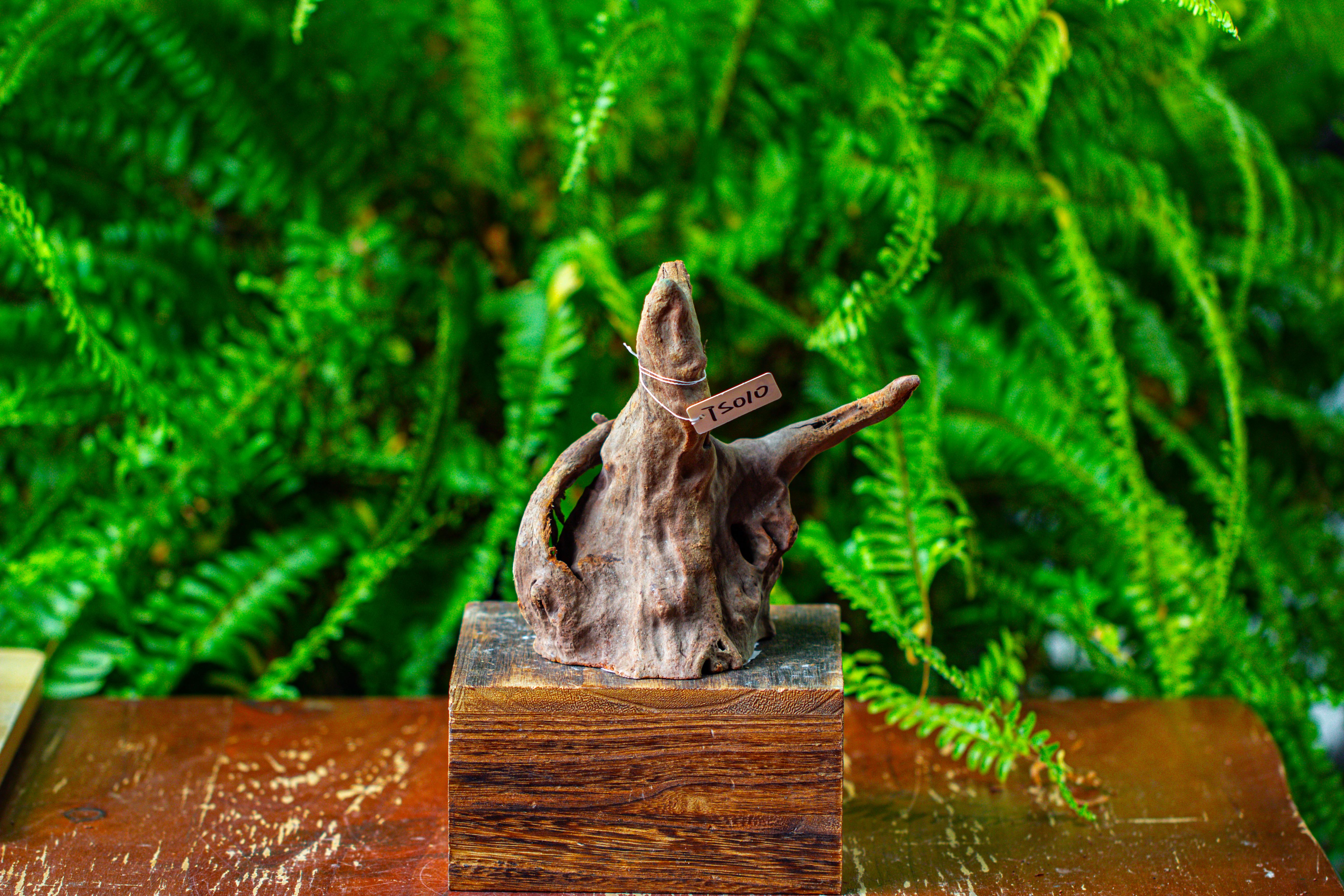 driftwood for moss terrarium, miniature, micro landscape,TS010 - NCYPgarden