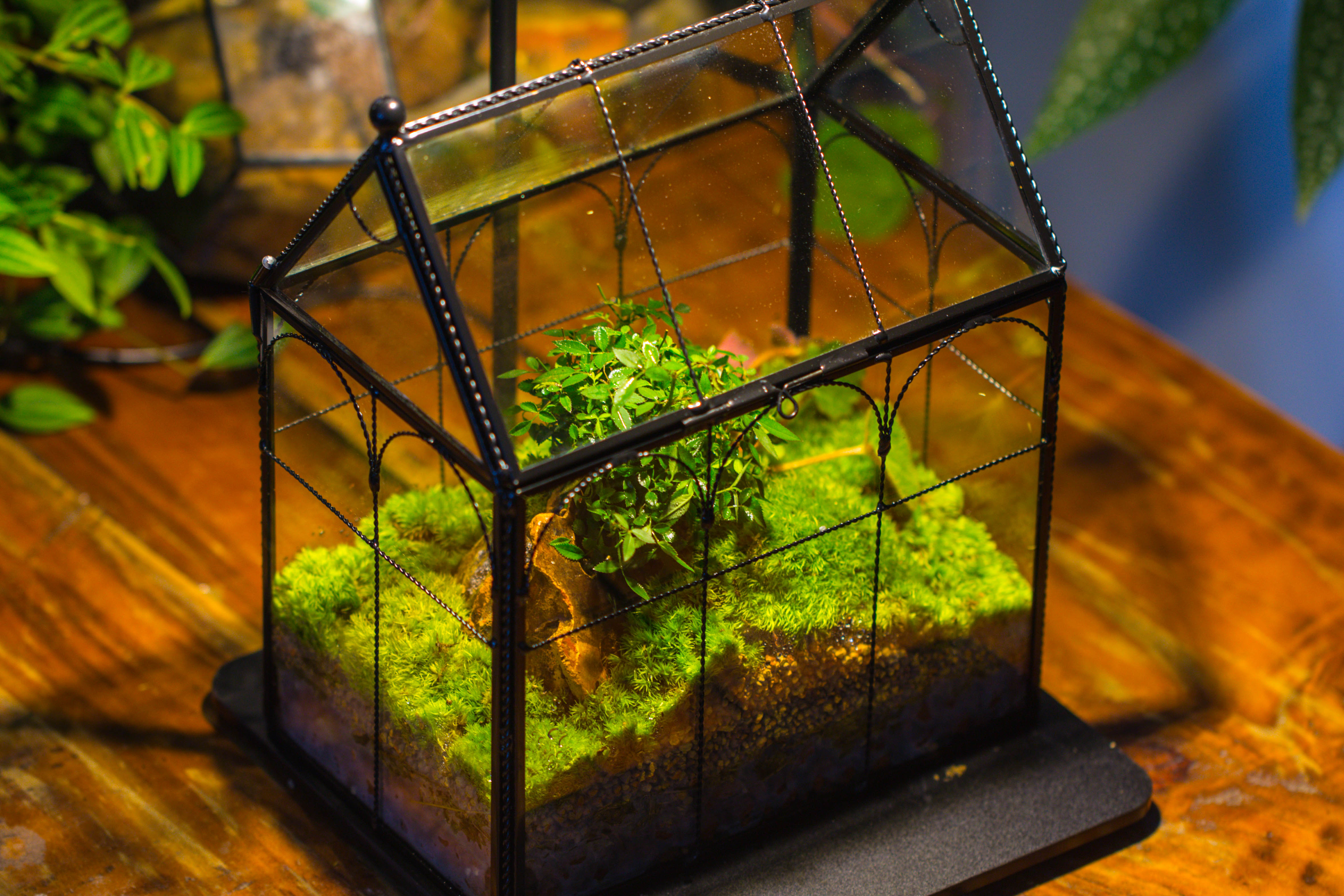 NCYP Tall Glass Geometric Terrarium Brass Twisted Brass Wire Decorated Black Vintage House Shape for Insect Snail Moss Succulents Cacti Air Plant - NCYPgarden