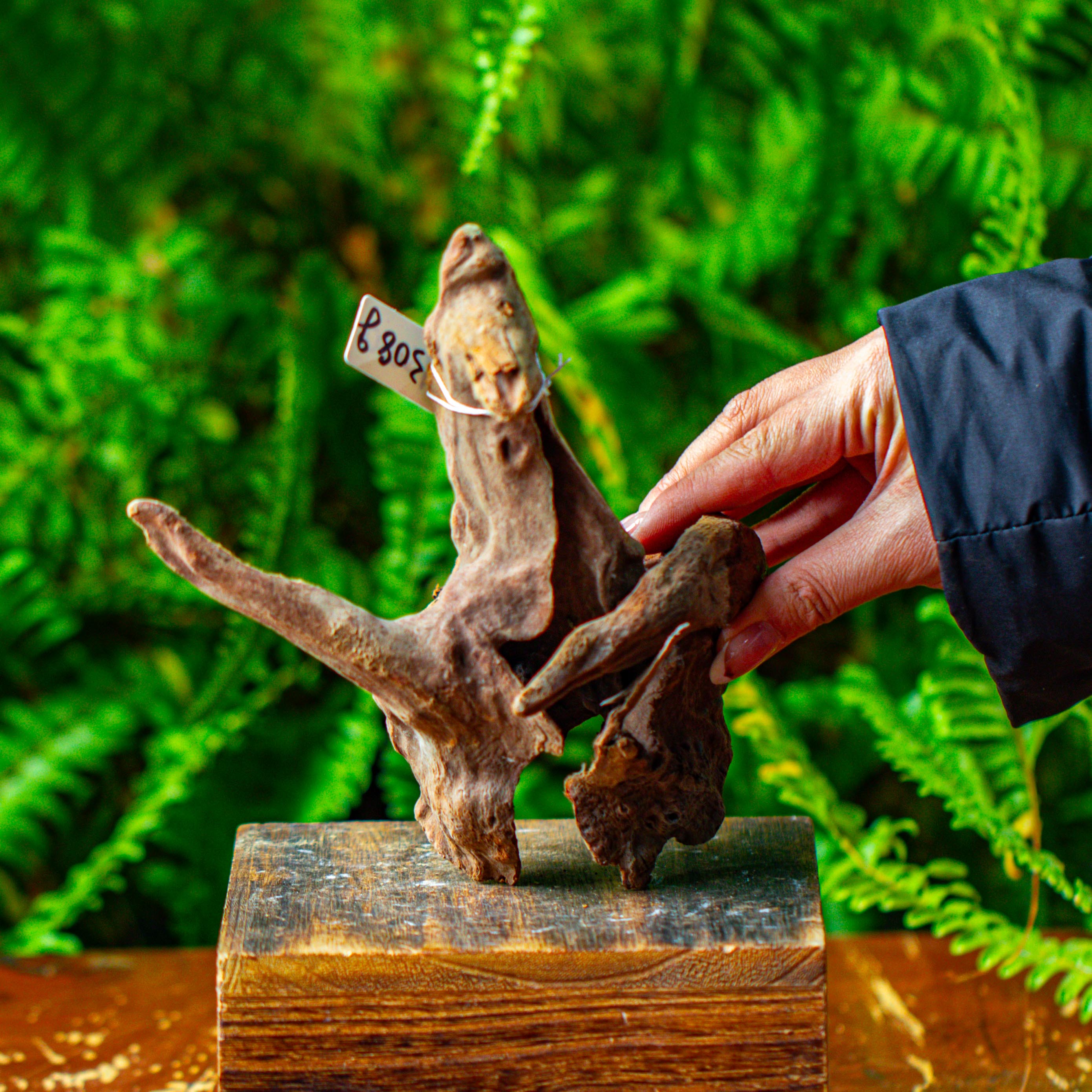 driftwood for moss terrarium, miniature, micro landscape,TS010 - NCYPgarden