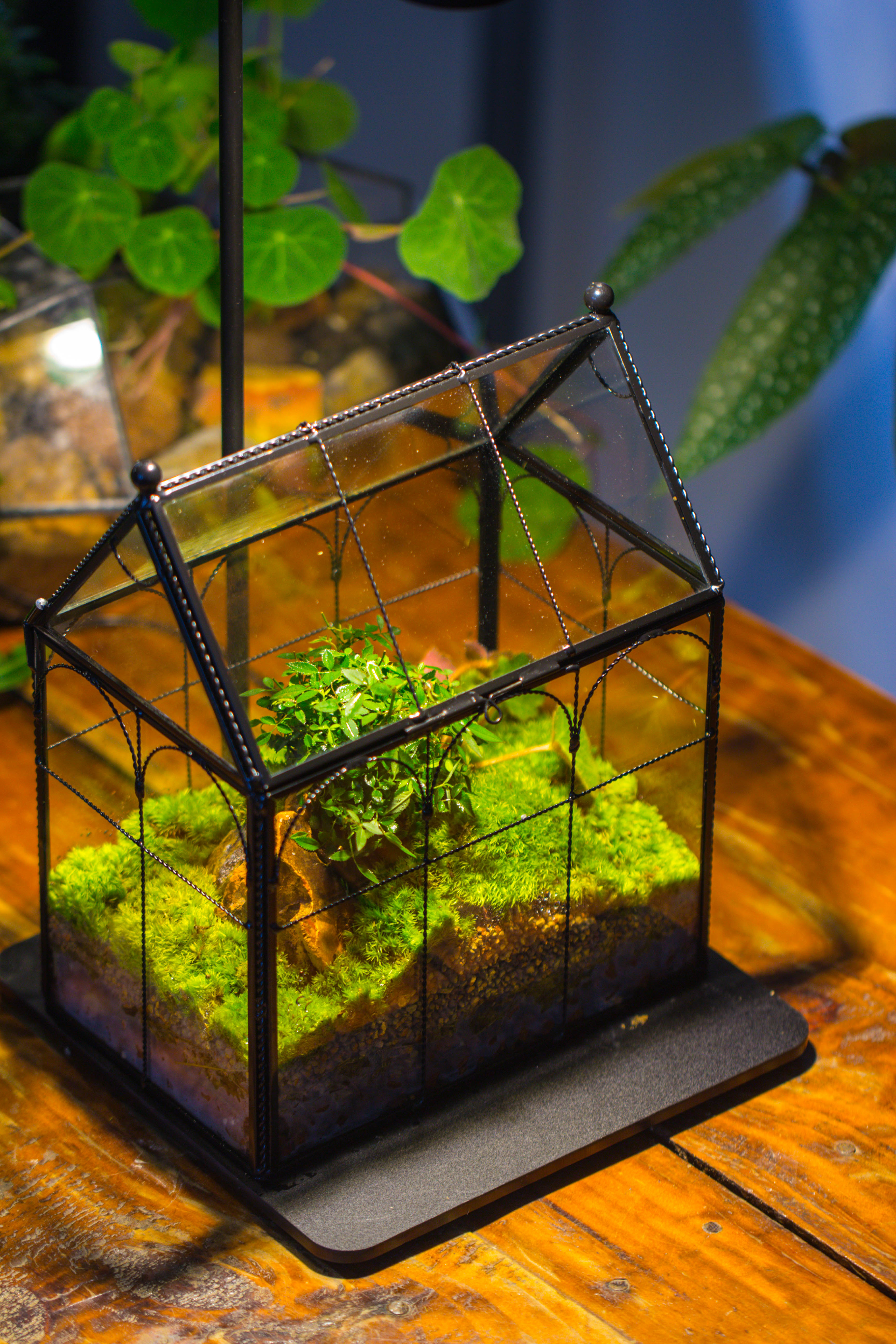 NCYP Tall Glass Geometric Terrarium Brass Twisted Brass Wire Decorated Black Vintage House Shape for Insect Snail Moss Succulents Cacti Air Plant - NCYPgarden