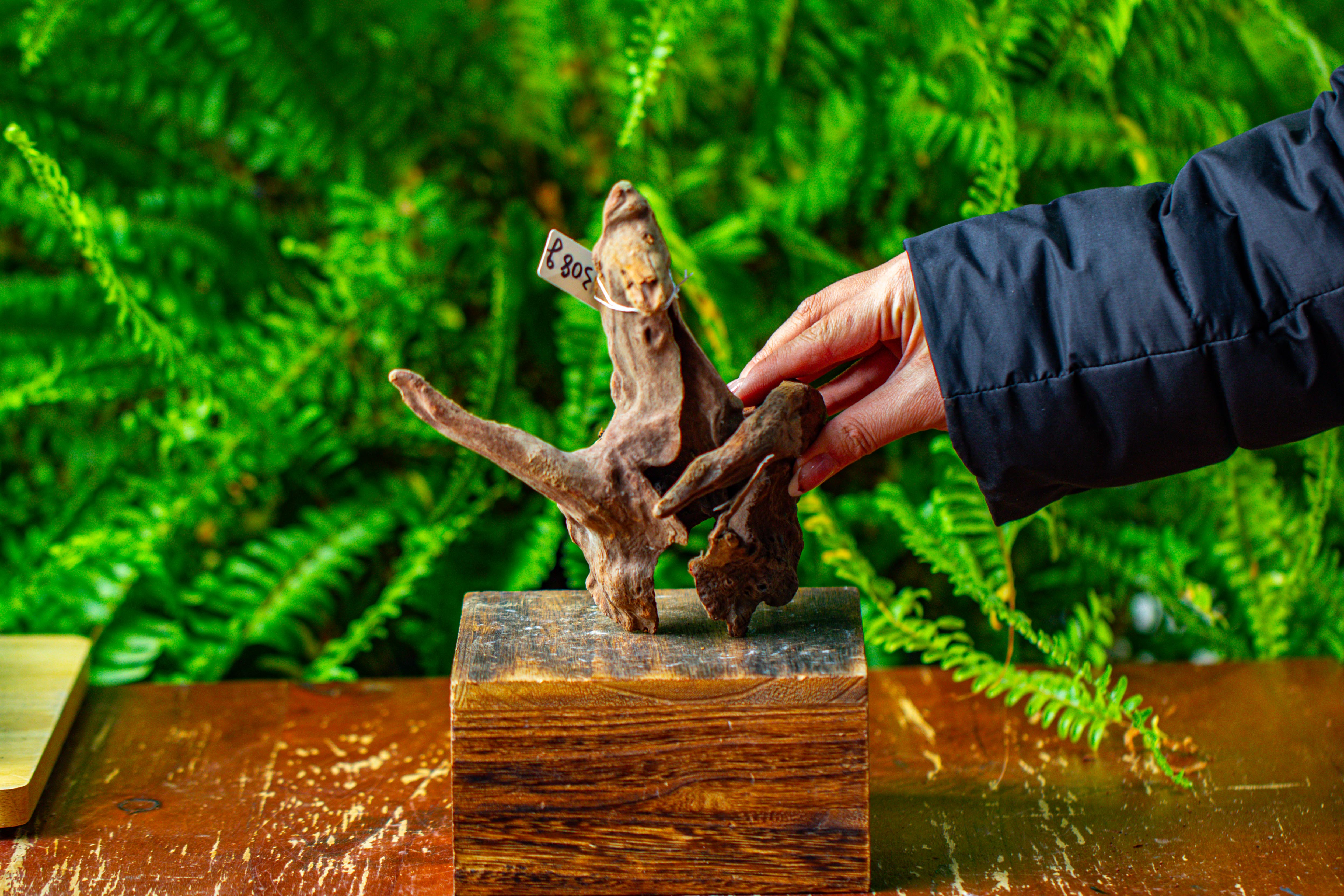 driftwood for moss terrarium, miniature, micro landscape,TS010 - NCYPgarden