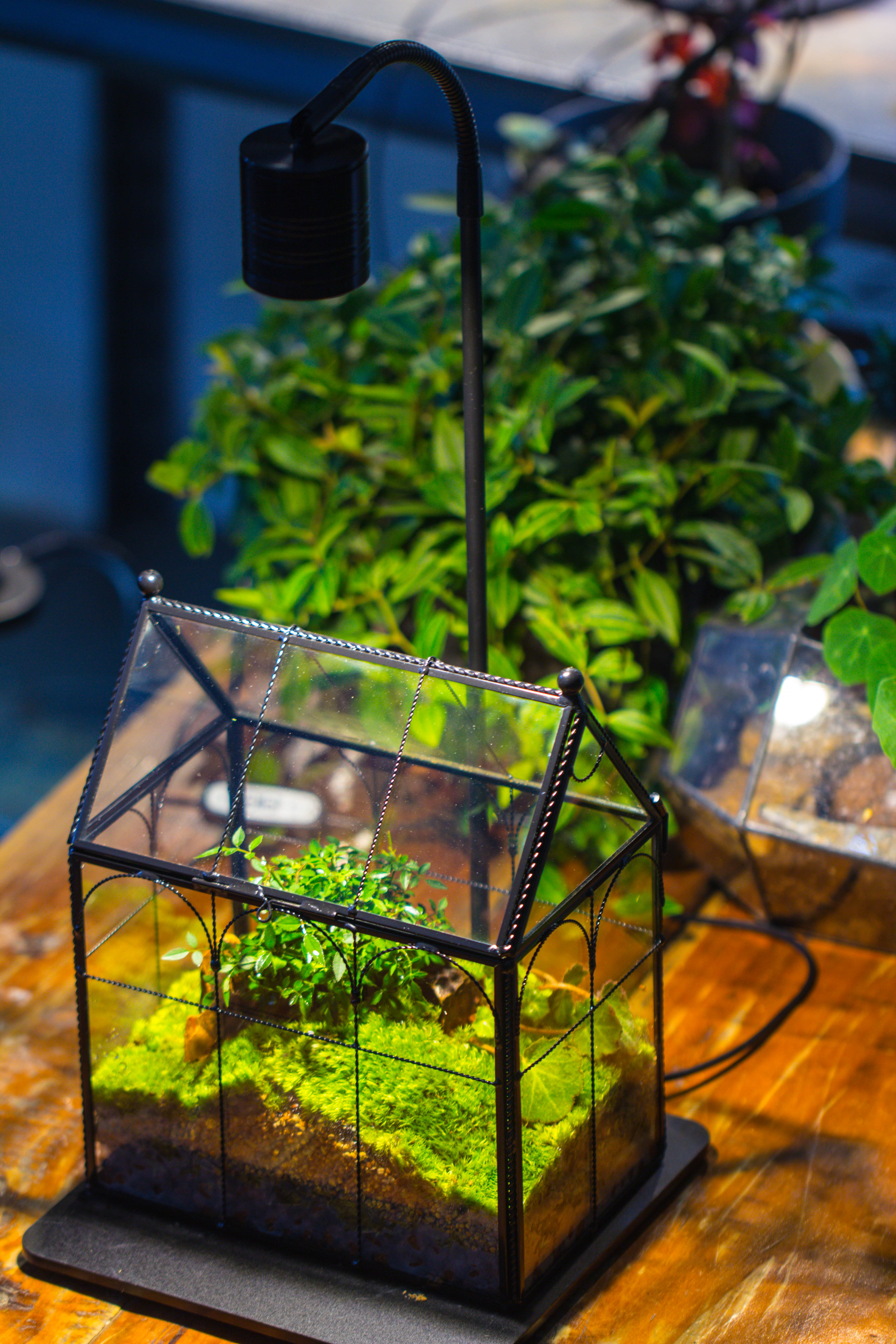 NCYP Tall Glass Geometric Terrarium Brass Twisted Brass Wire Decorated Black Vintage House Shape for Insect Snail Moss Succulents Cacti Air Plant - NCYPgarden