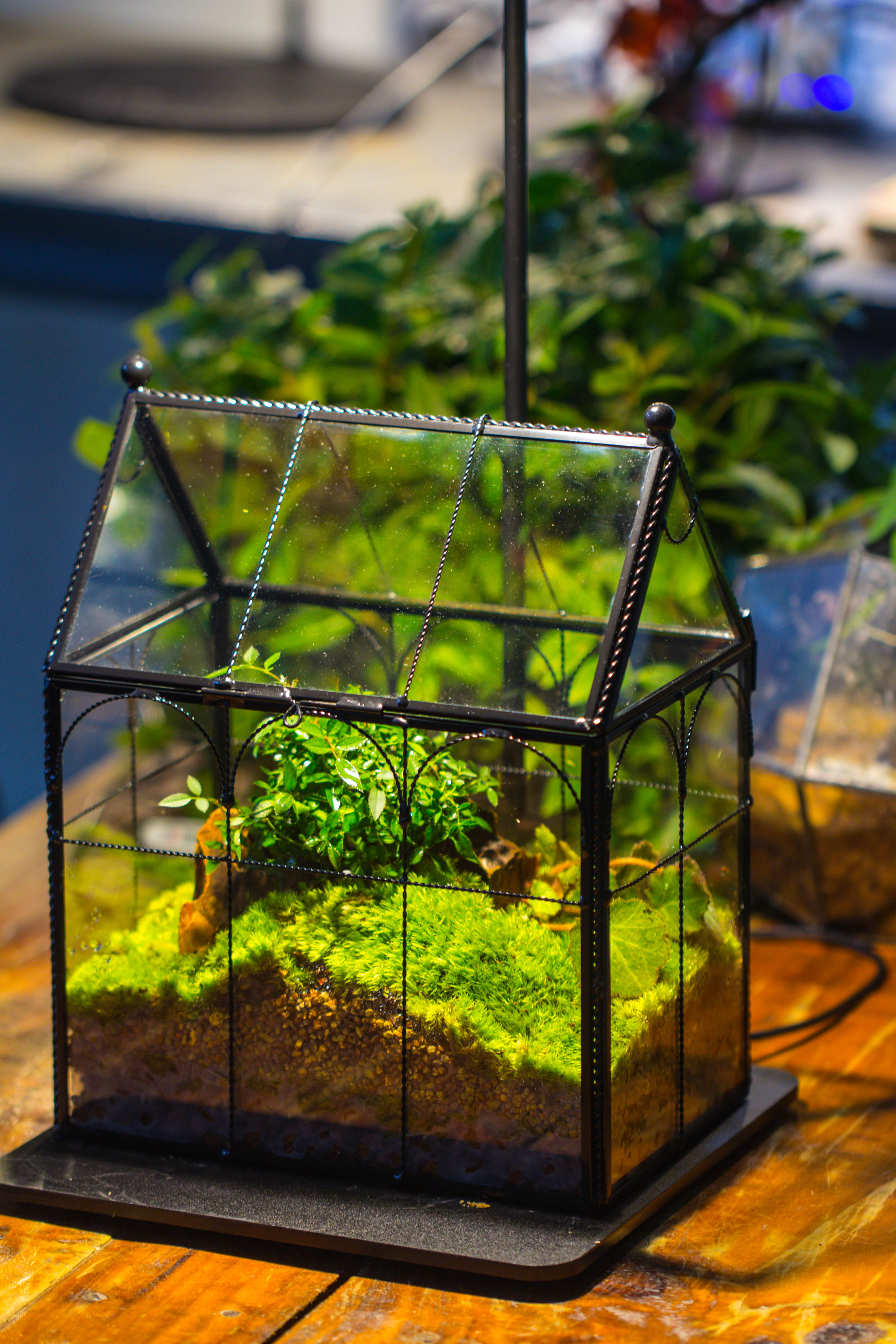 NCYP Tall Glass Geometric Terrarium Brass Twisted Brass Wire Decorated Black Vintage House Shape for Insect Snail Moss Succulents Cacti Air Plant - NCYPgarden