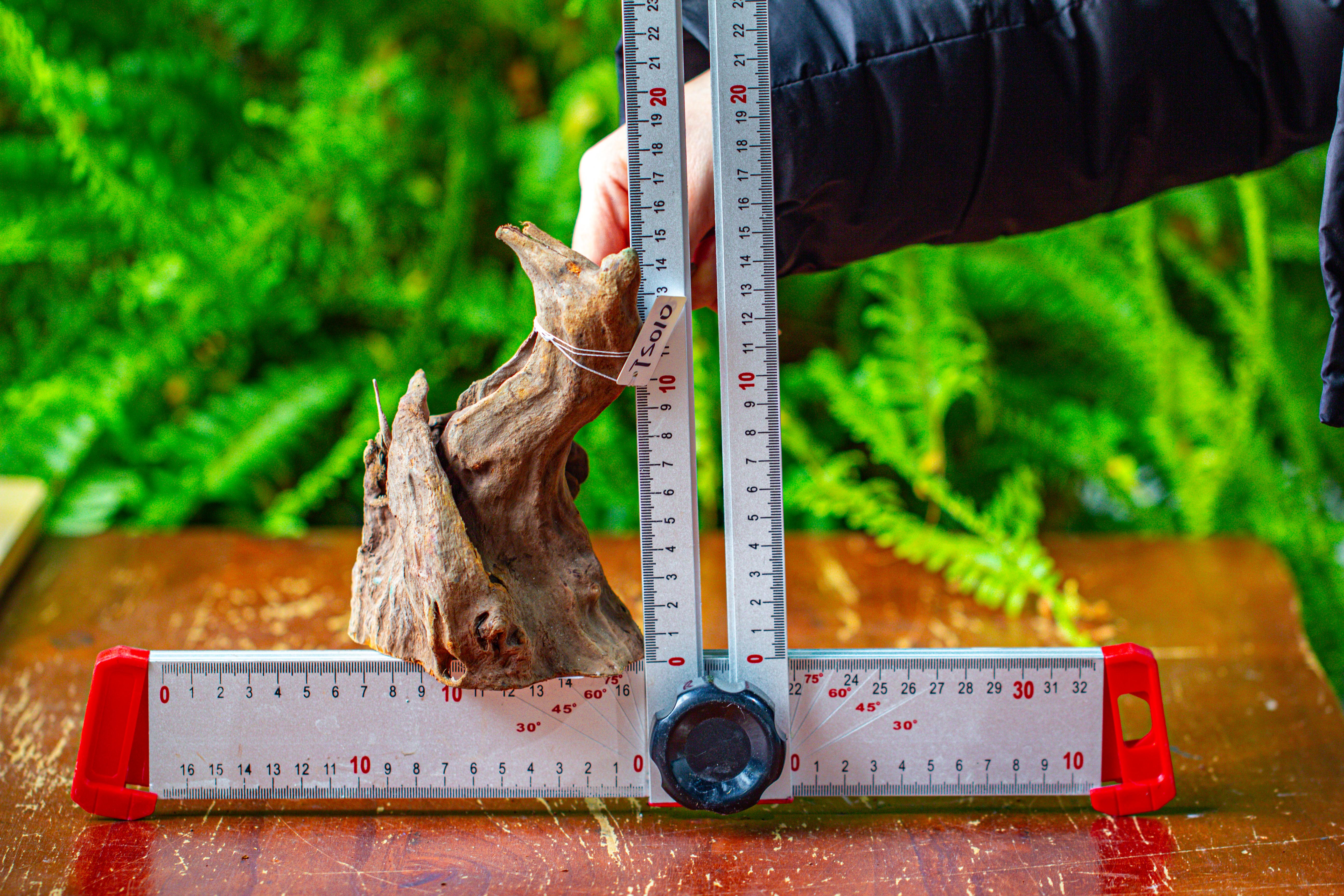 driftwood for moss terrarium, miniature, micro landscape,TS010 - NCYPgarden