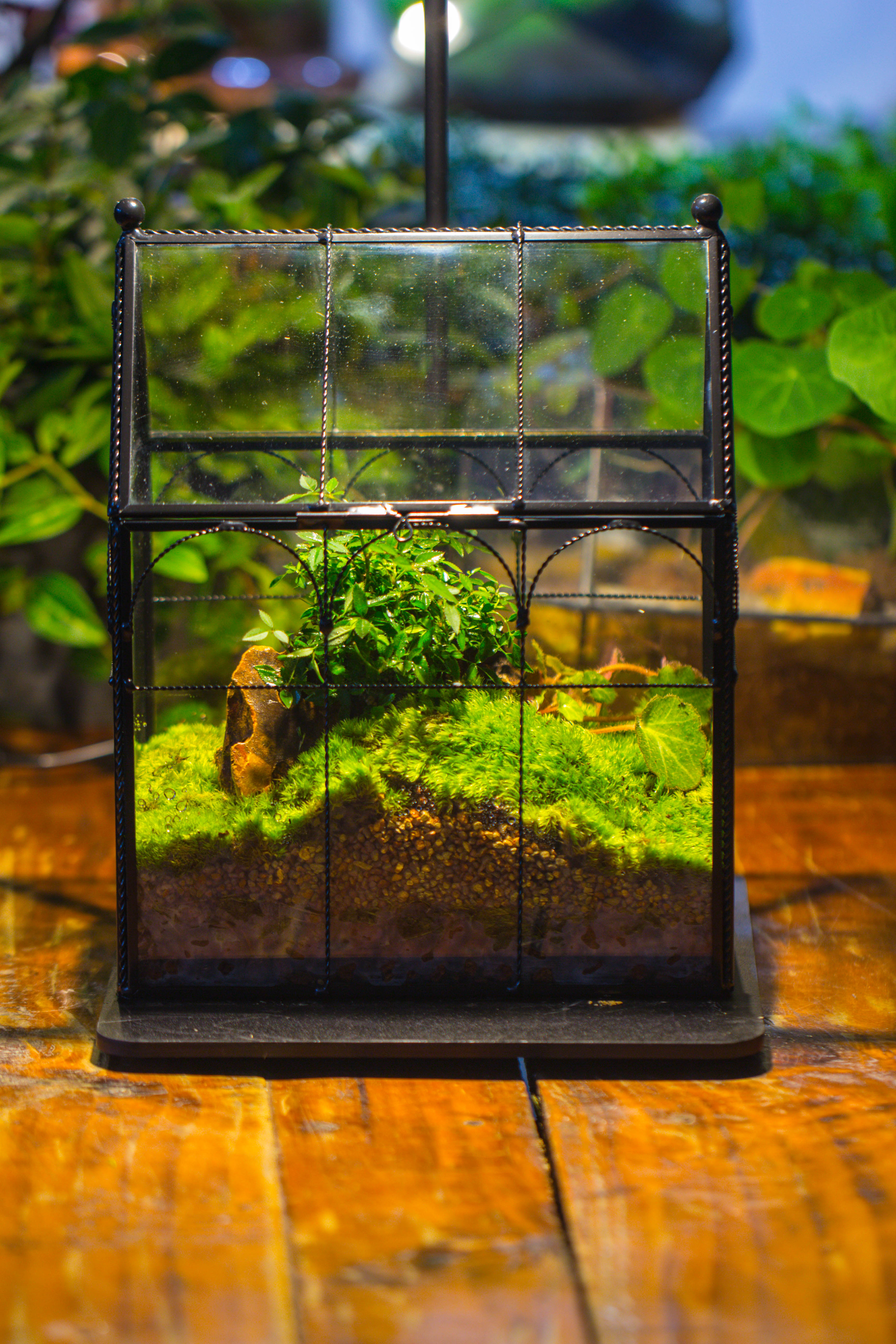 NCYP Tall Glass Geometric Terrarium Brass Twisted Brass Wire Decorated Black Vintage House Shape for Insect Snail Moss Succulents Cacti Air Plant - NCYPgarden