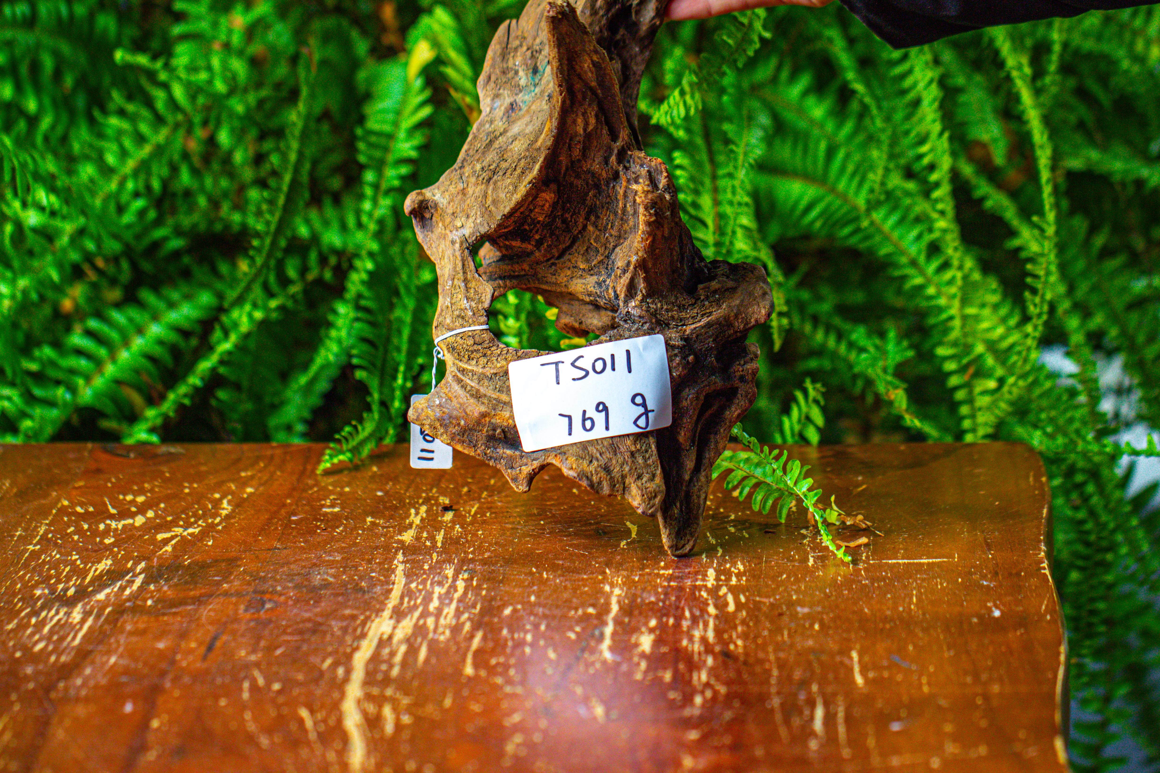 driftwood for moss terrarium, miniature, micro landscape,TS011 - NCYPgarden