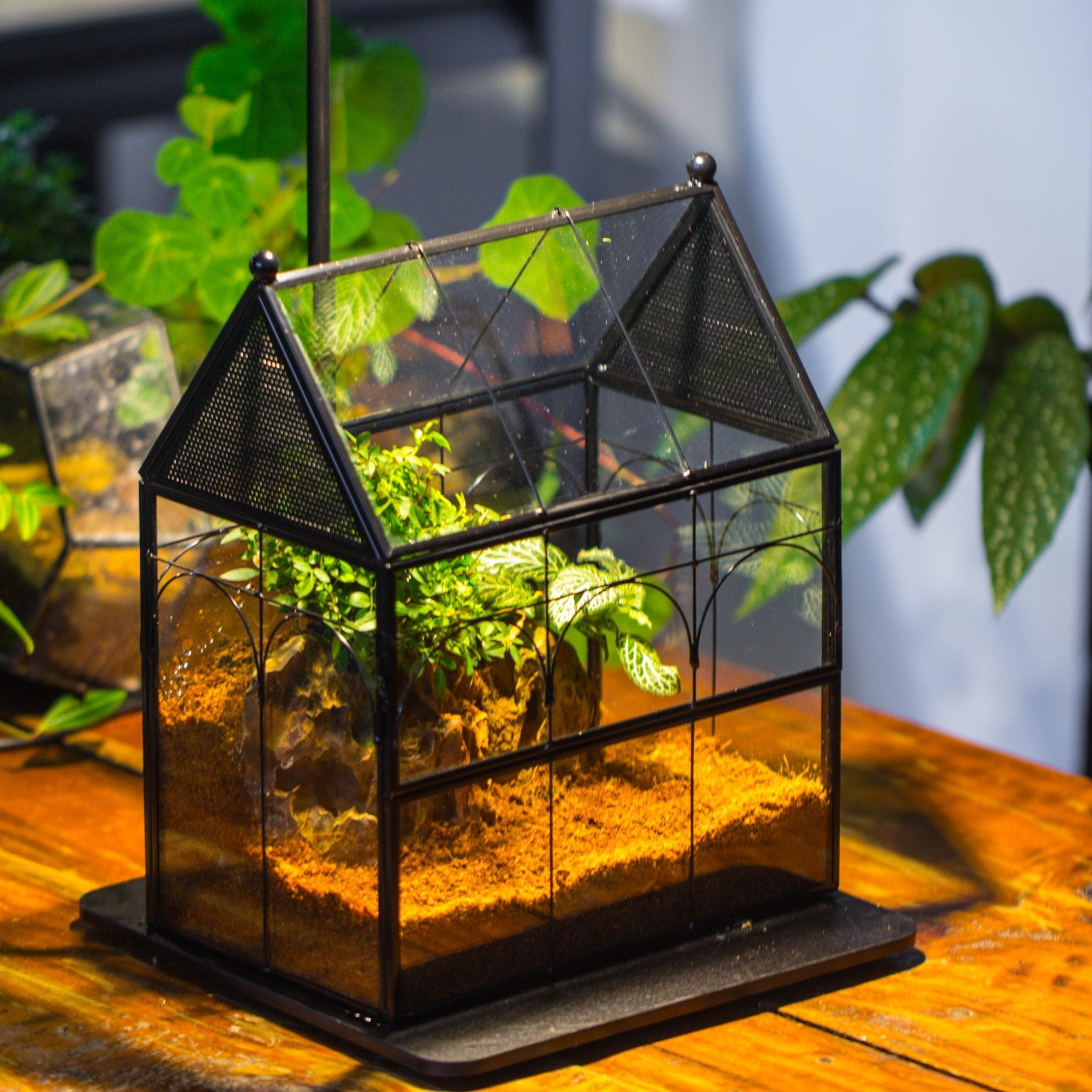 NCYP Vintage House Shape Glass Geometric Terrarium building set, with side door, with Mesh / vent holes for Insects Pet - NCYPgarden