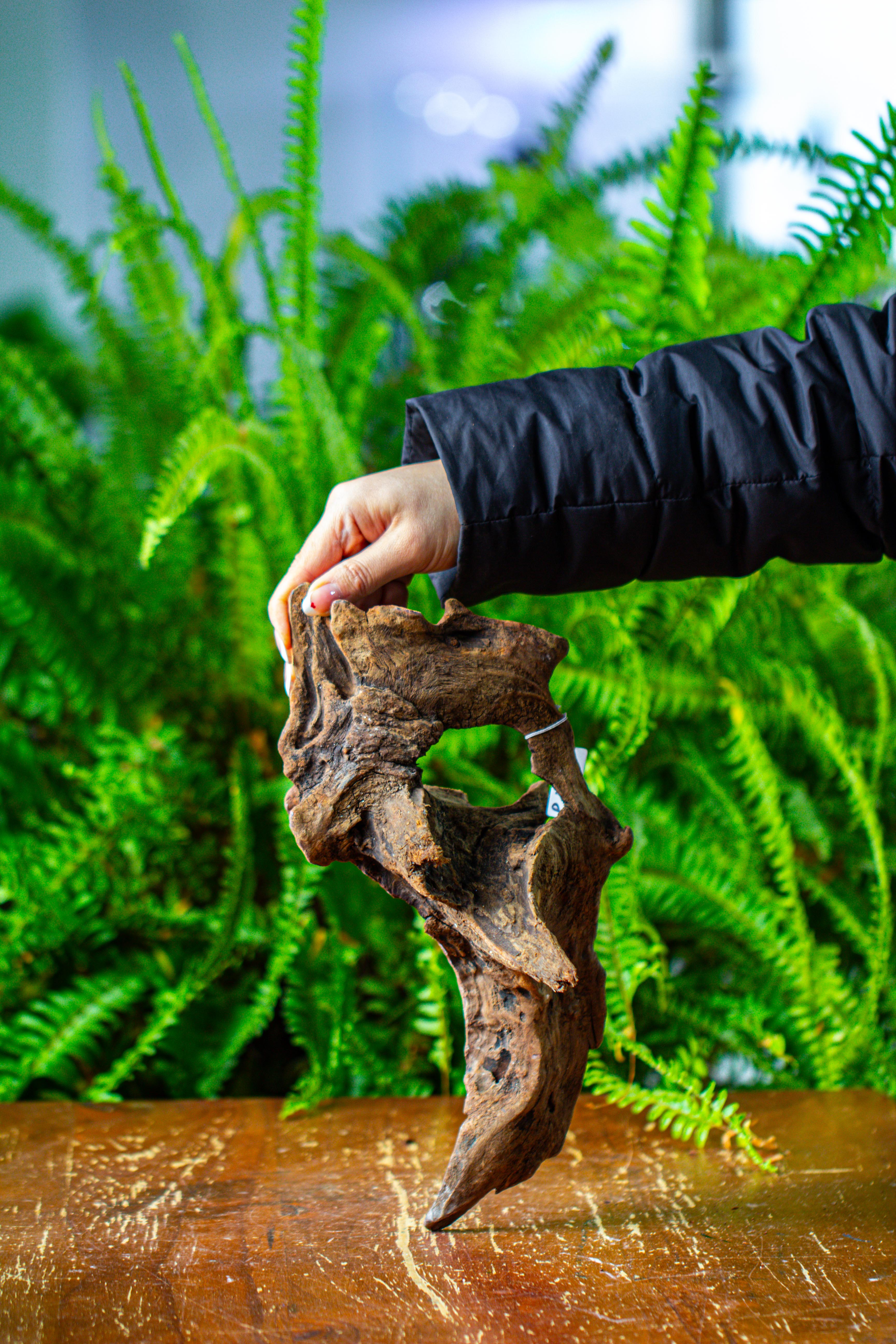 driftwood for moss terrarium, miniature, micro landscape,TS011 - NCYPgarden