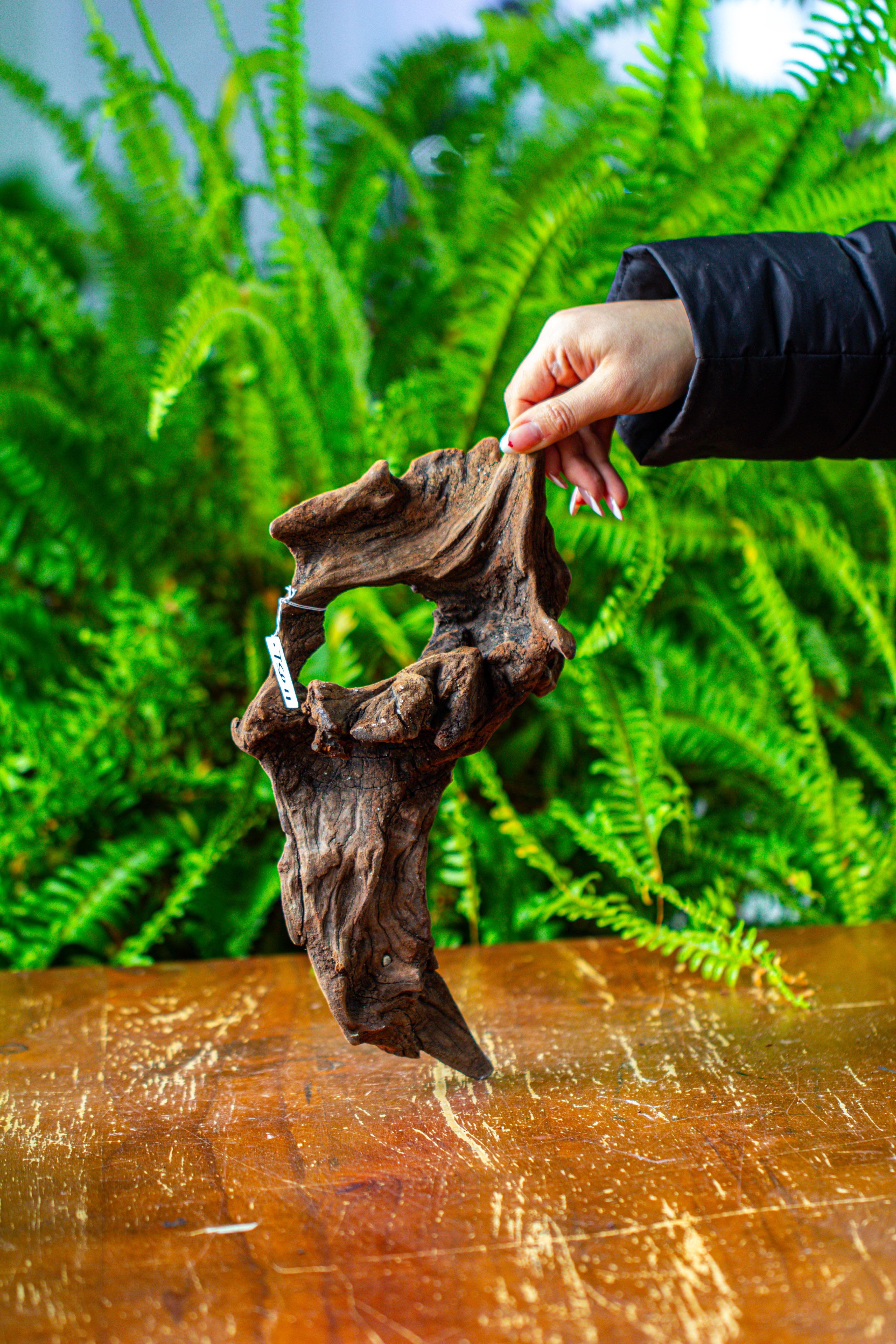 driftwood for moss terrarium, miniature, micro landscape,TS011 - NCYPgarden