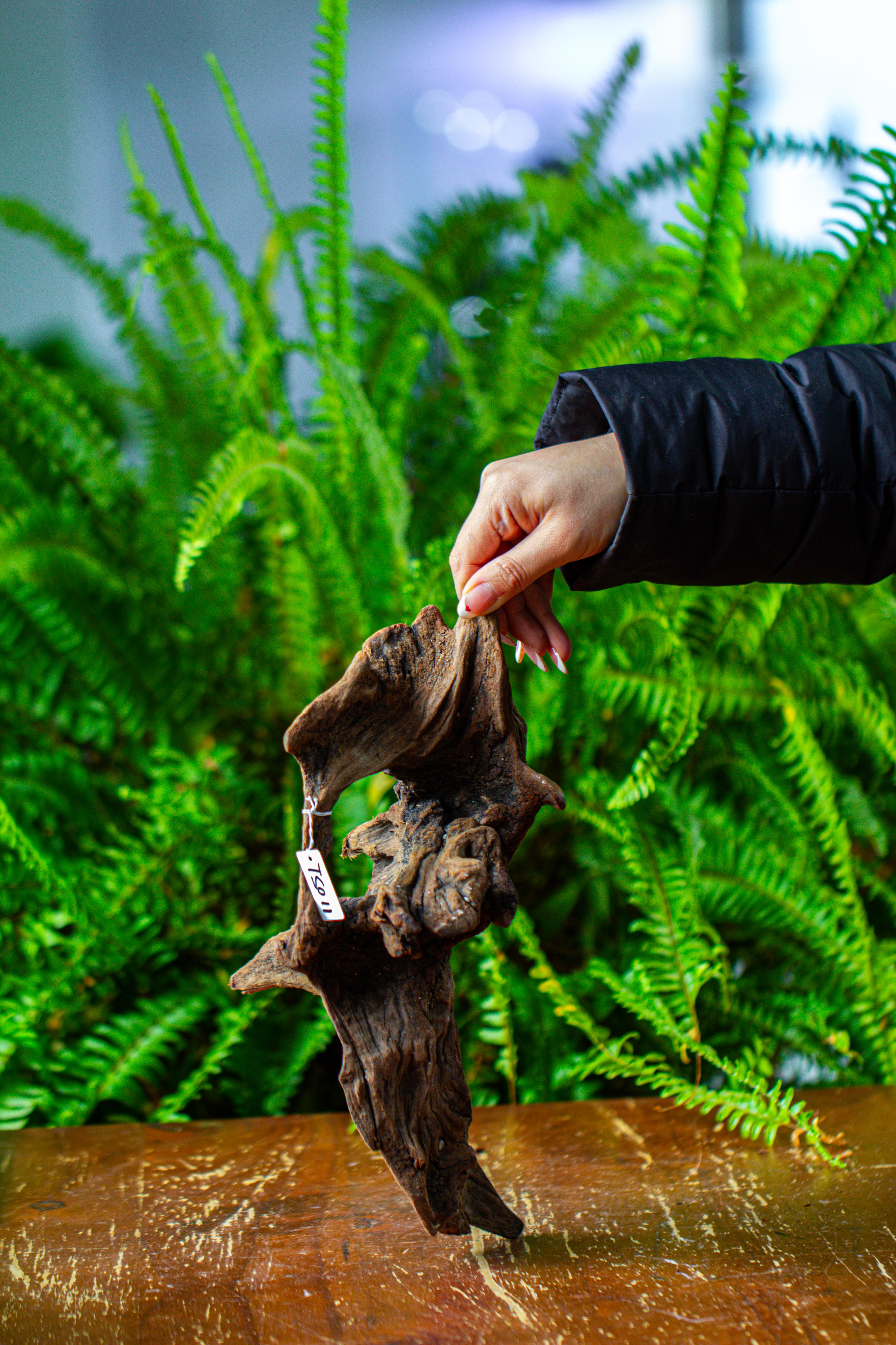 driftwood for moss terrarium, miniature, micro landscape,TS011 - NCYPgarden