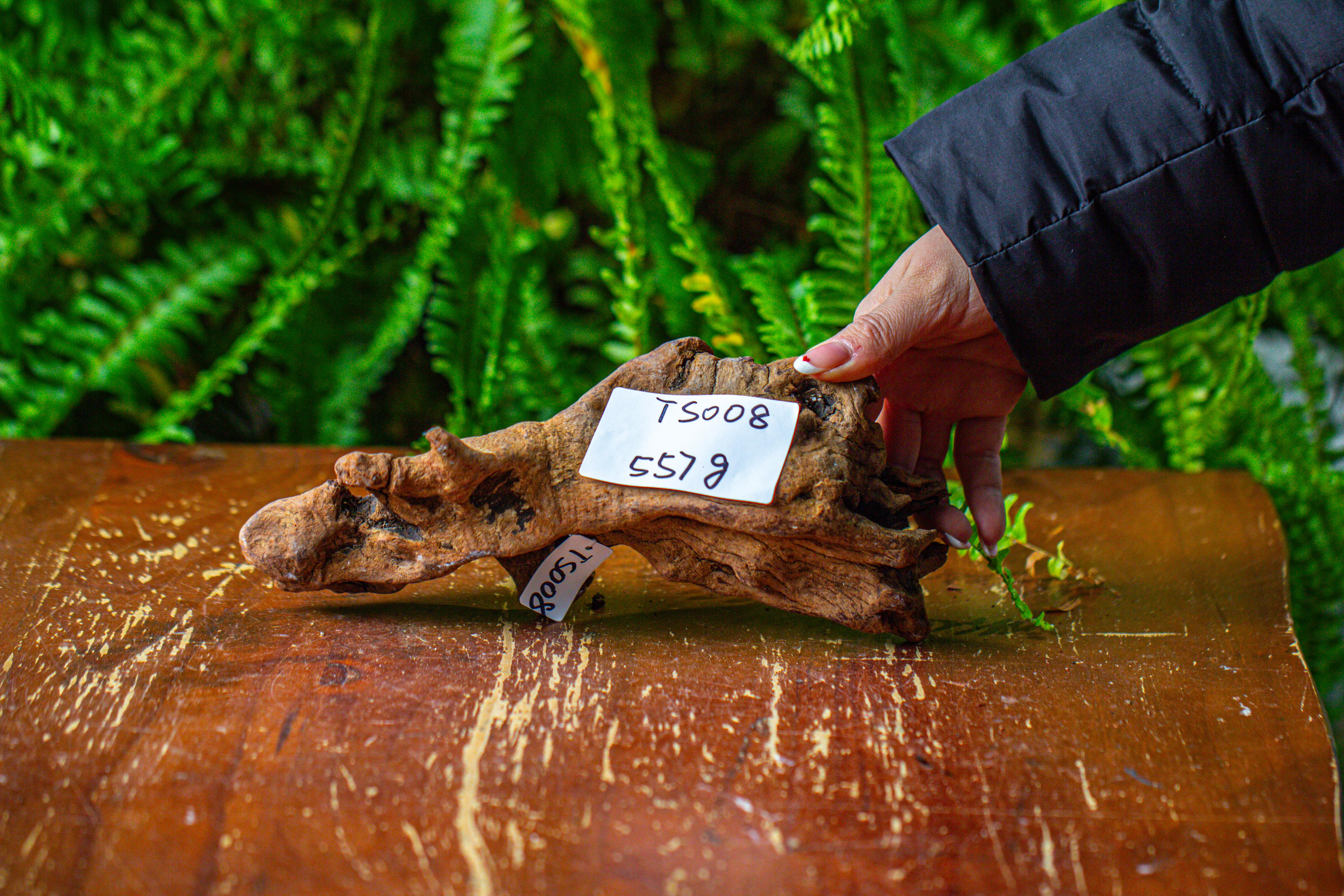 driftwood for moss terrarium, miniature, micro landscape,TS008 - NCYPgarden