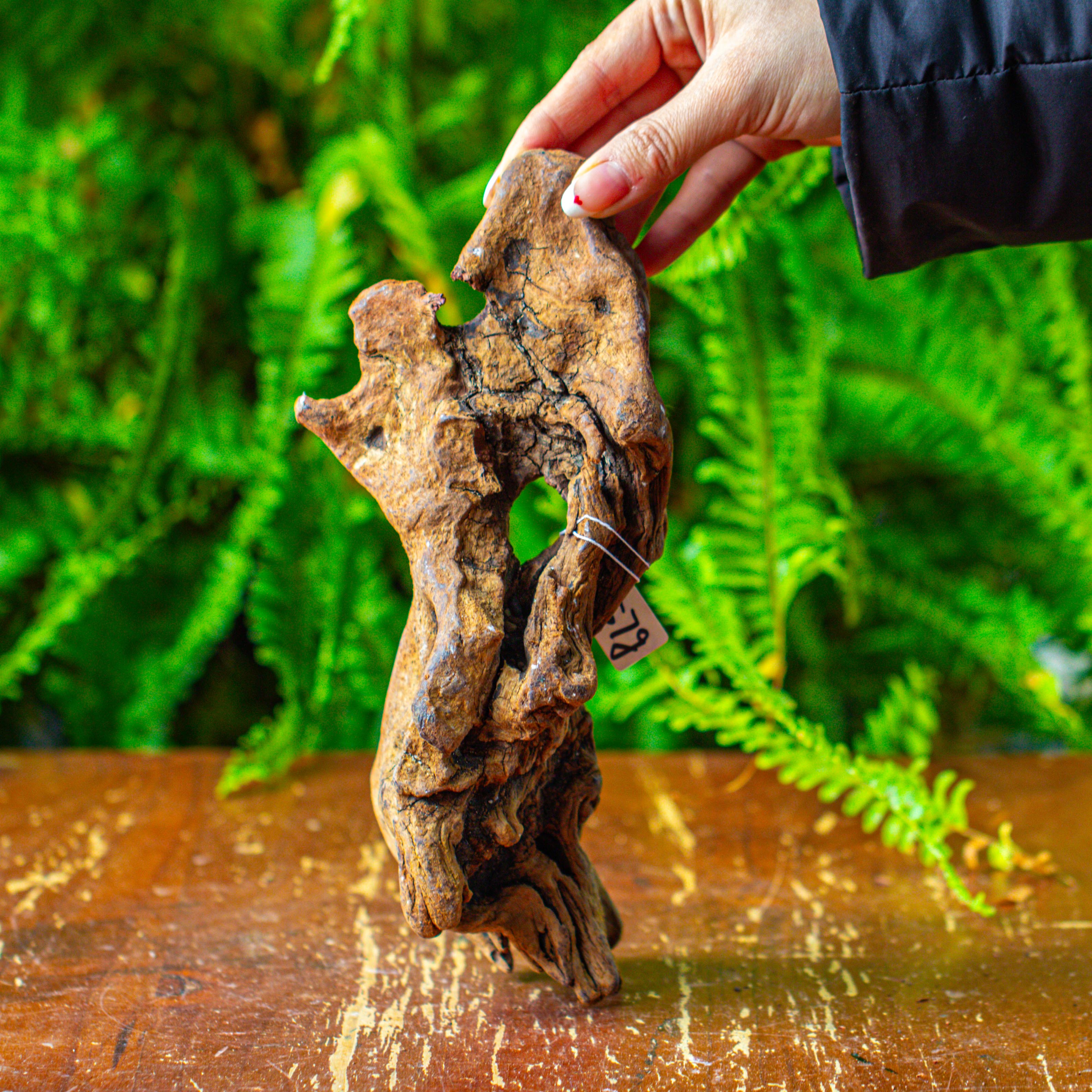 driftwood for moss terrarium, miniature, micro landscape,TS008 - NCYPgarden
