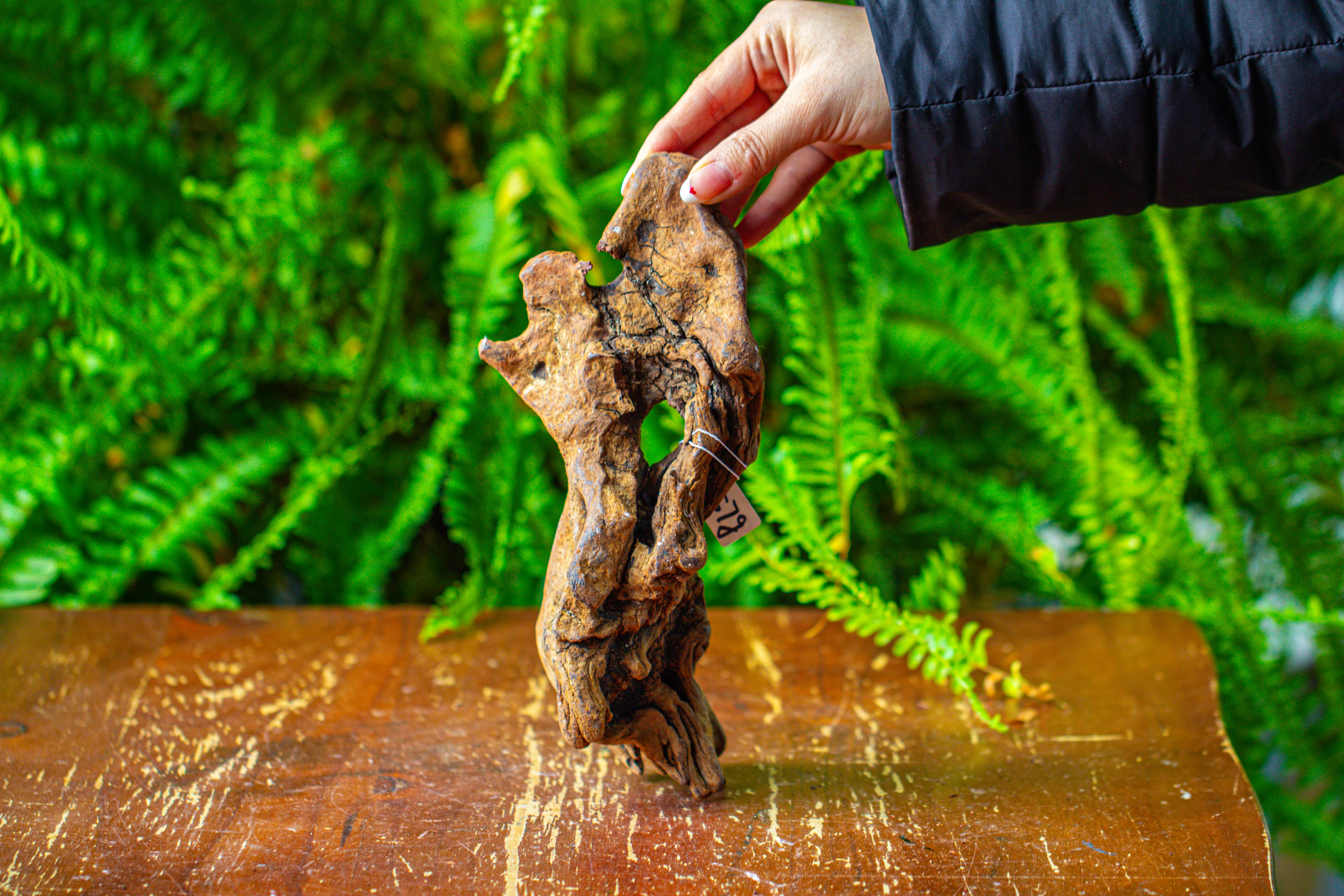 driftwood for moss terrarium, miniature, micro landscape,TS008 - NCYPgarden