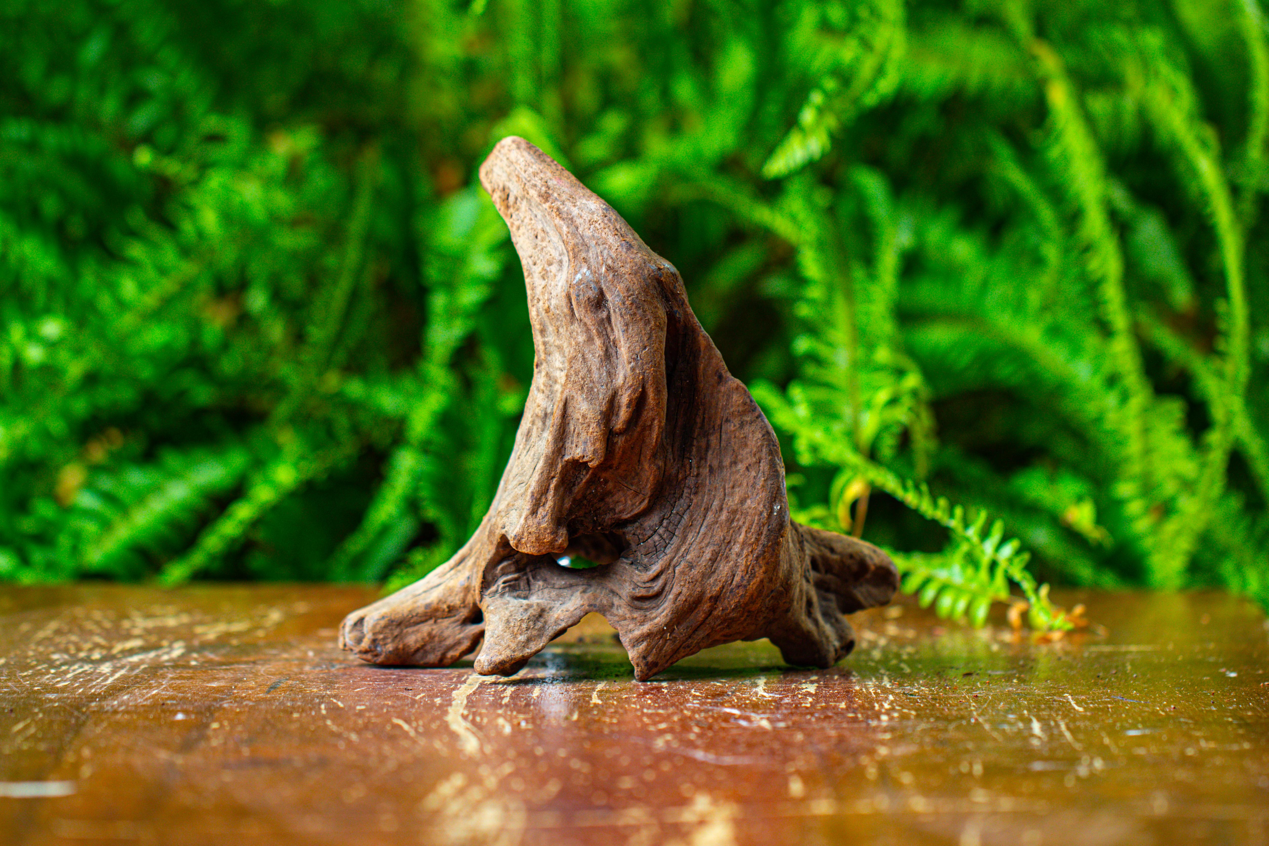 driftwood for moss terrarium, miniature, micro landscape,TS009 - NCYPgarden