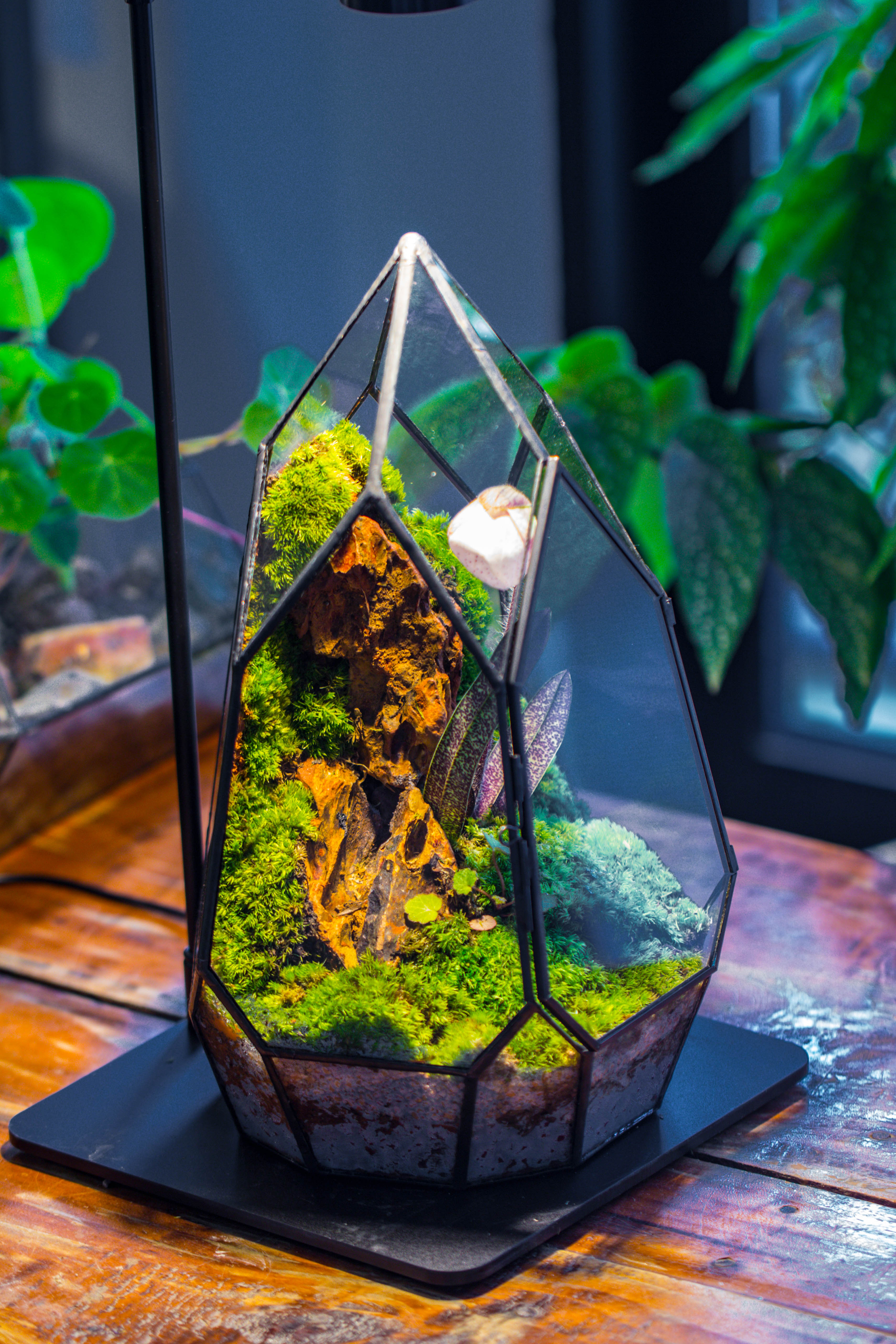 Cliff terrarium project: Live Moss Cliff TearDrop Close Terrarium Building Kit with matching LED Grow Light and Base - NCYPgarden