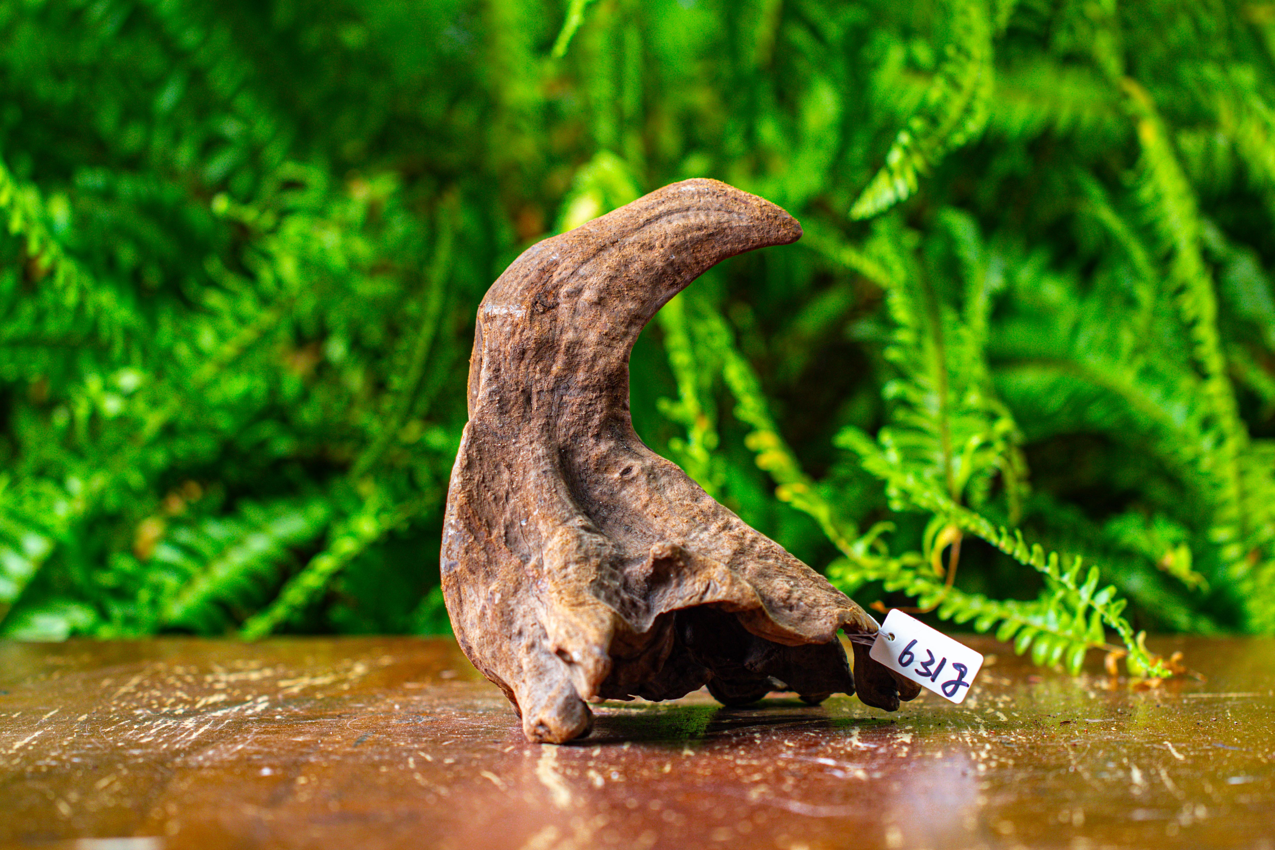 driftwood for moss terrarium, miniature, micro landscape,TS009 - NCYPgarden