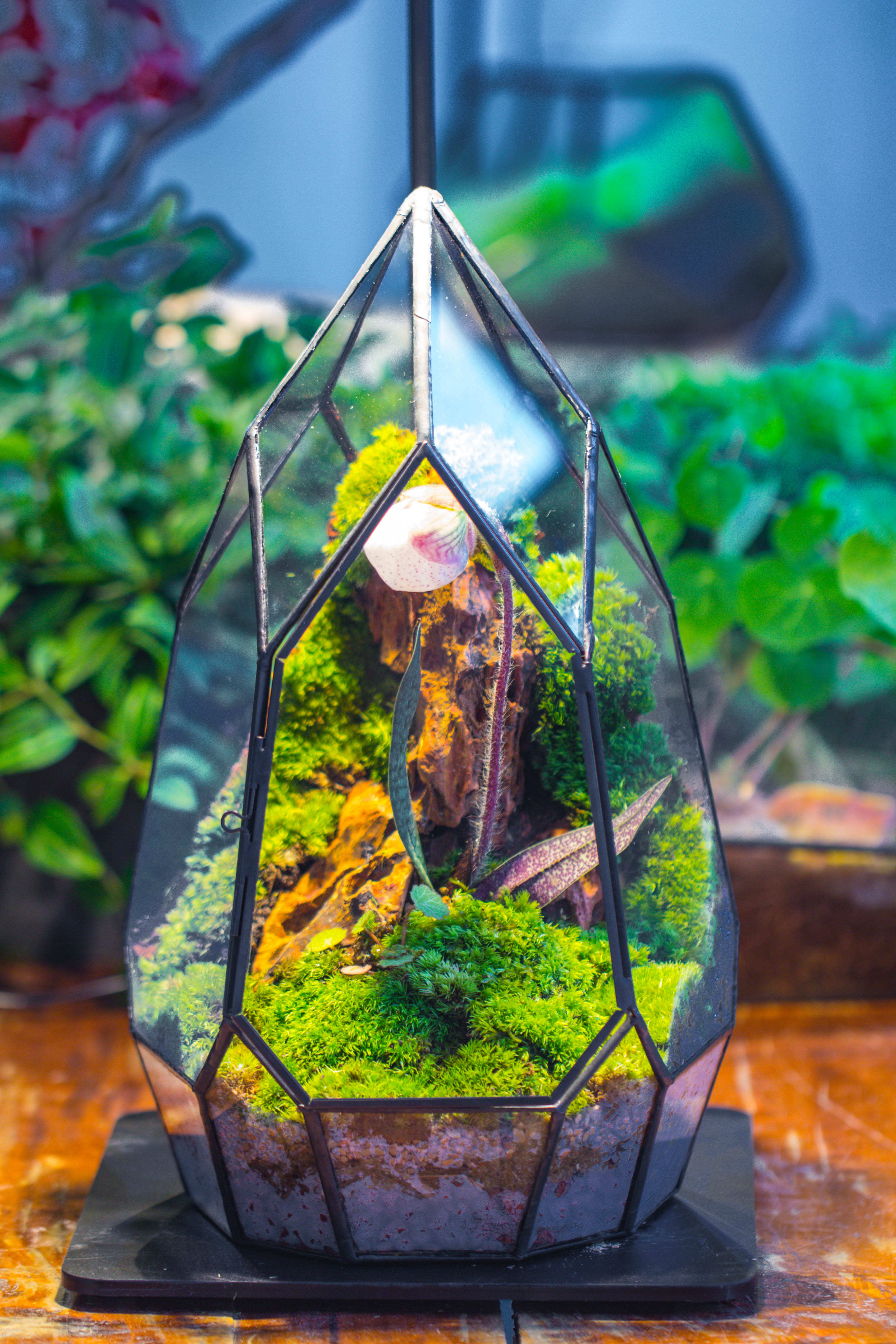Cliff terrarium project: Live Moss Cliff TearDrop Close Terrarium Building Kit with matching LED Grow Light and Base - NCYPgarden