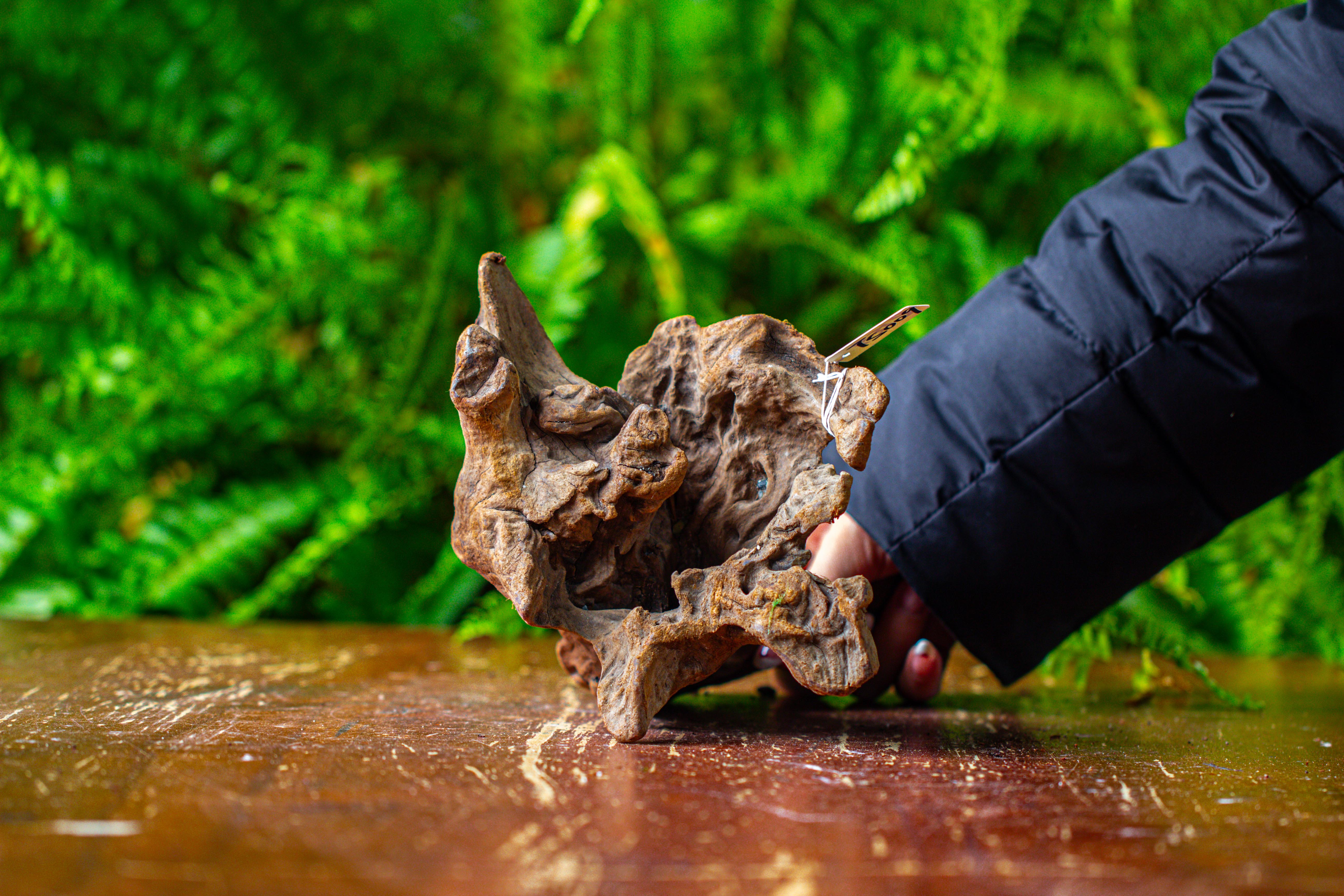 driftwood for moss terrarium, miniature, micro landscape,TS009 - NCYPgarden