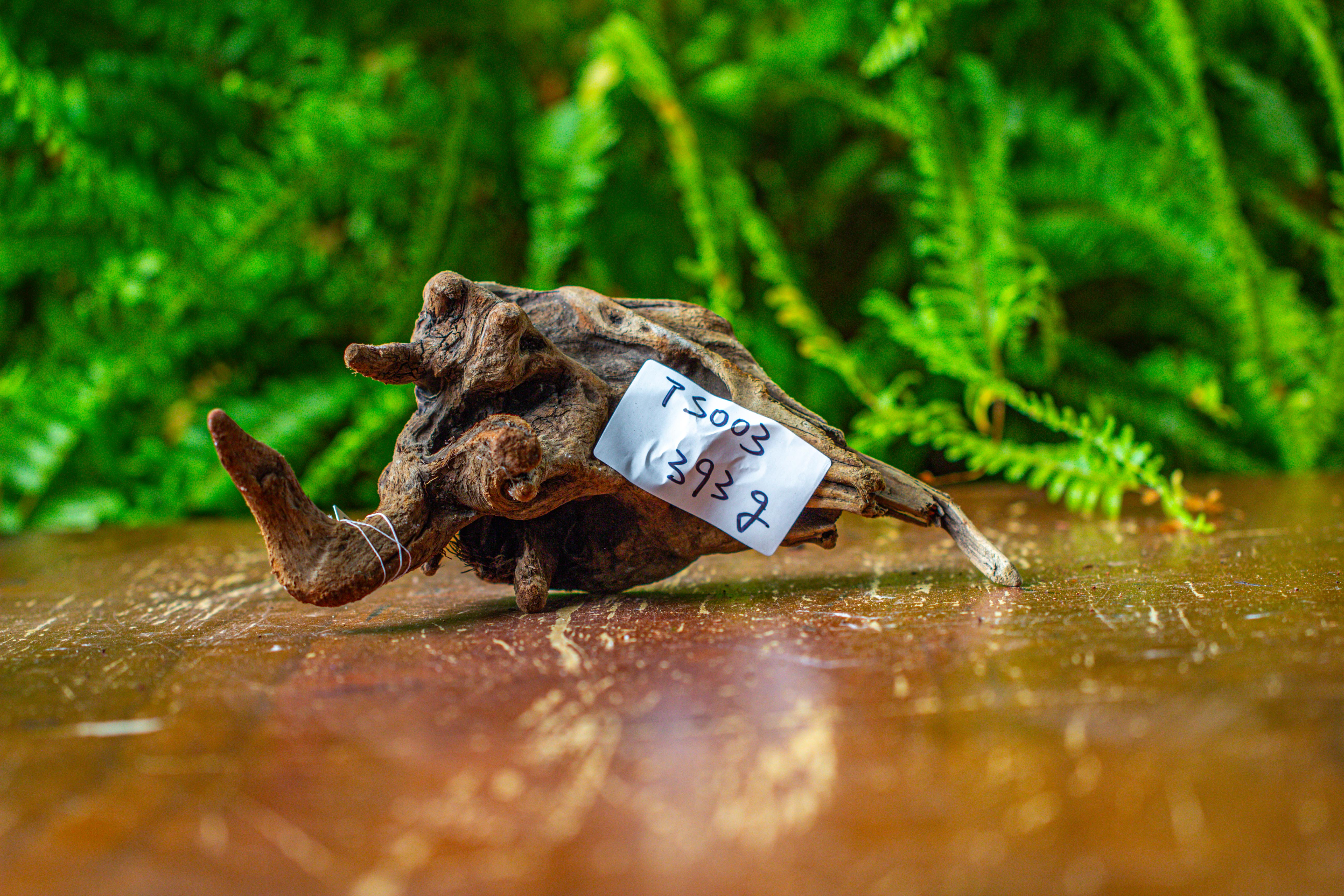 driftwood for moss terrarium, miniature, micro landscape,TS003 - NCYPgarden