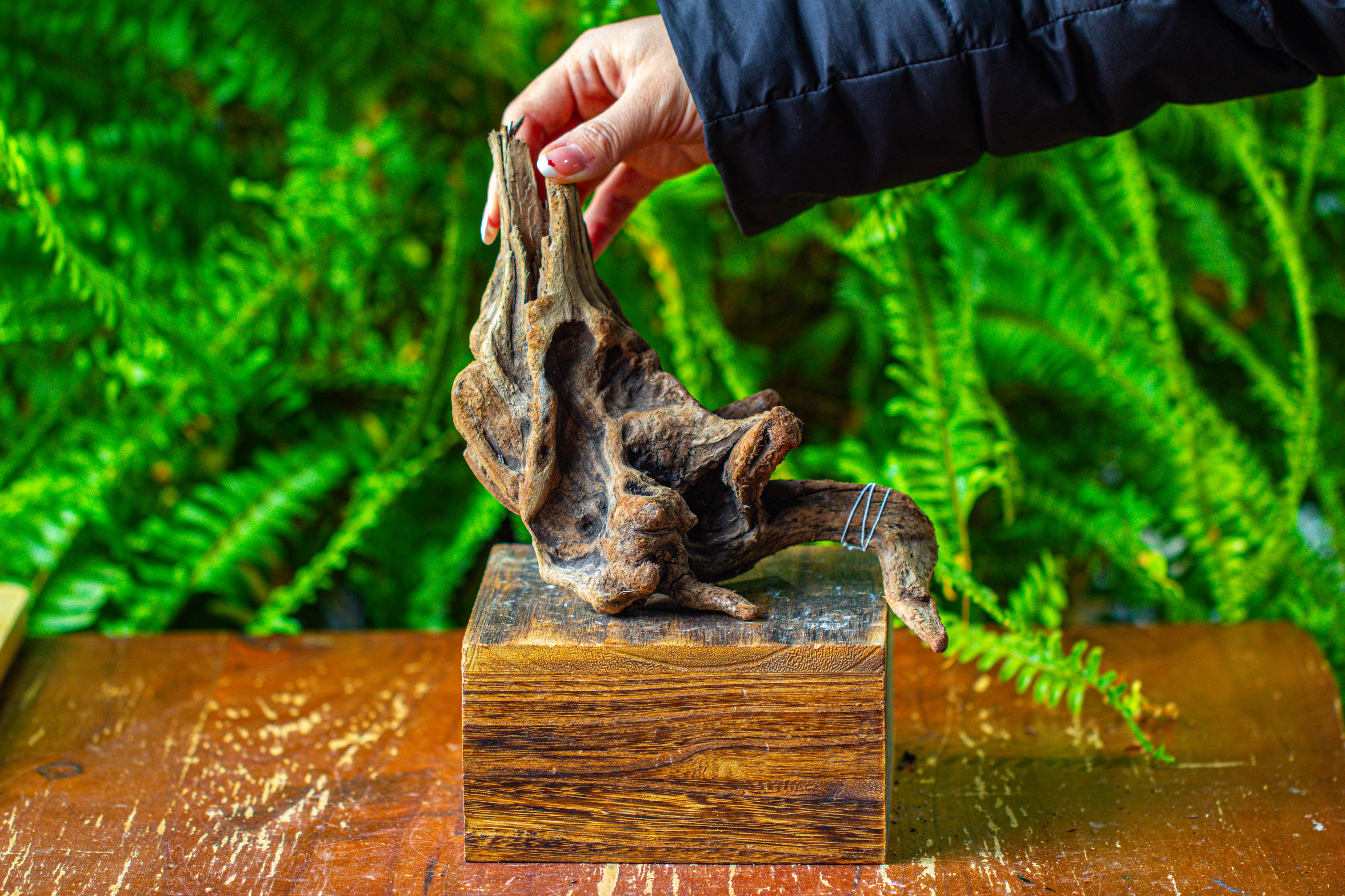 driftwood for moss terrarium, miniature, micro landscape,TS003 - NCYPgarden