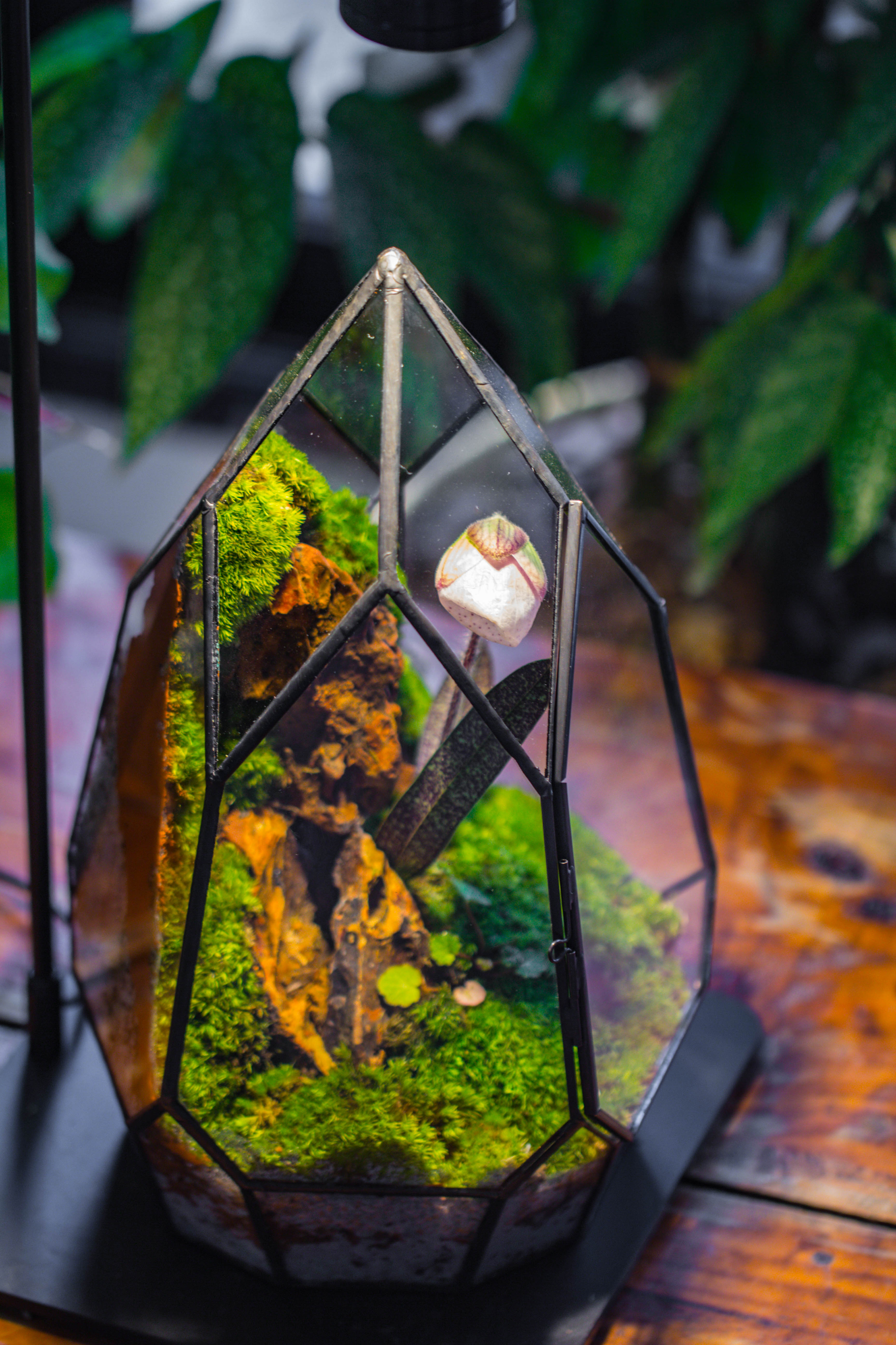 Cliff terrarium project: Live Moss Cliff TearDrop Close Terrarium Building Kit with matching LED Grow Light and Base - NCYPgarden