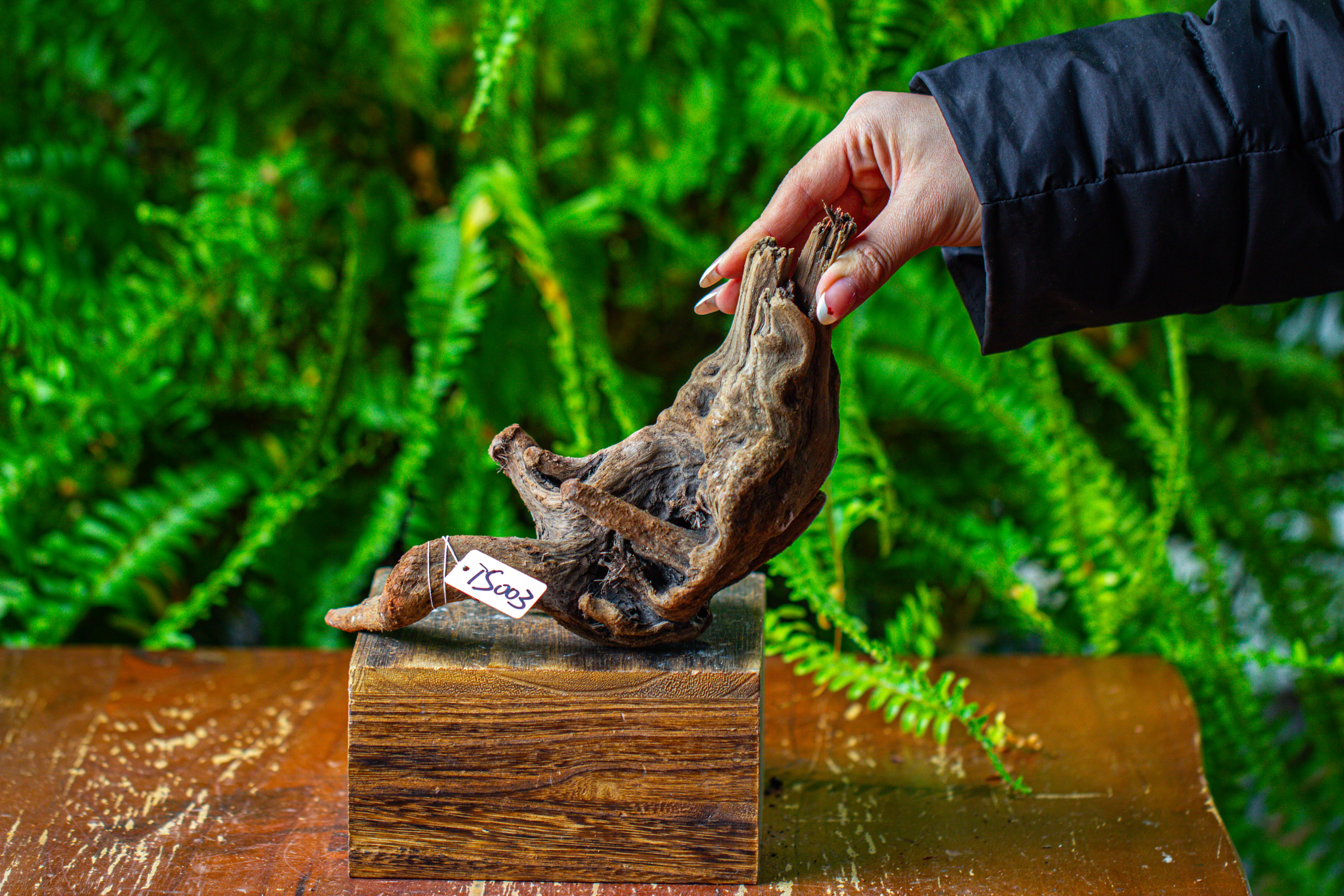 driftwood for moss terrarium, miniature, micro landscape,TS003 - NCYPgarden