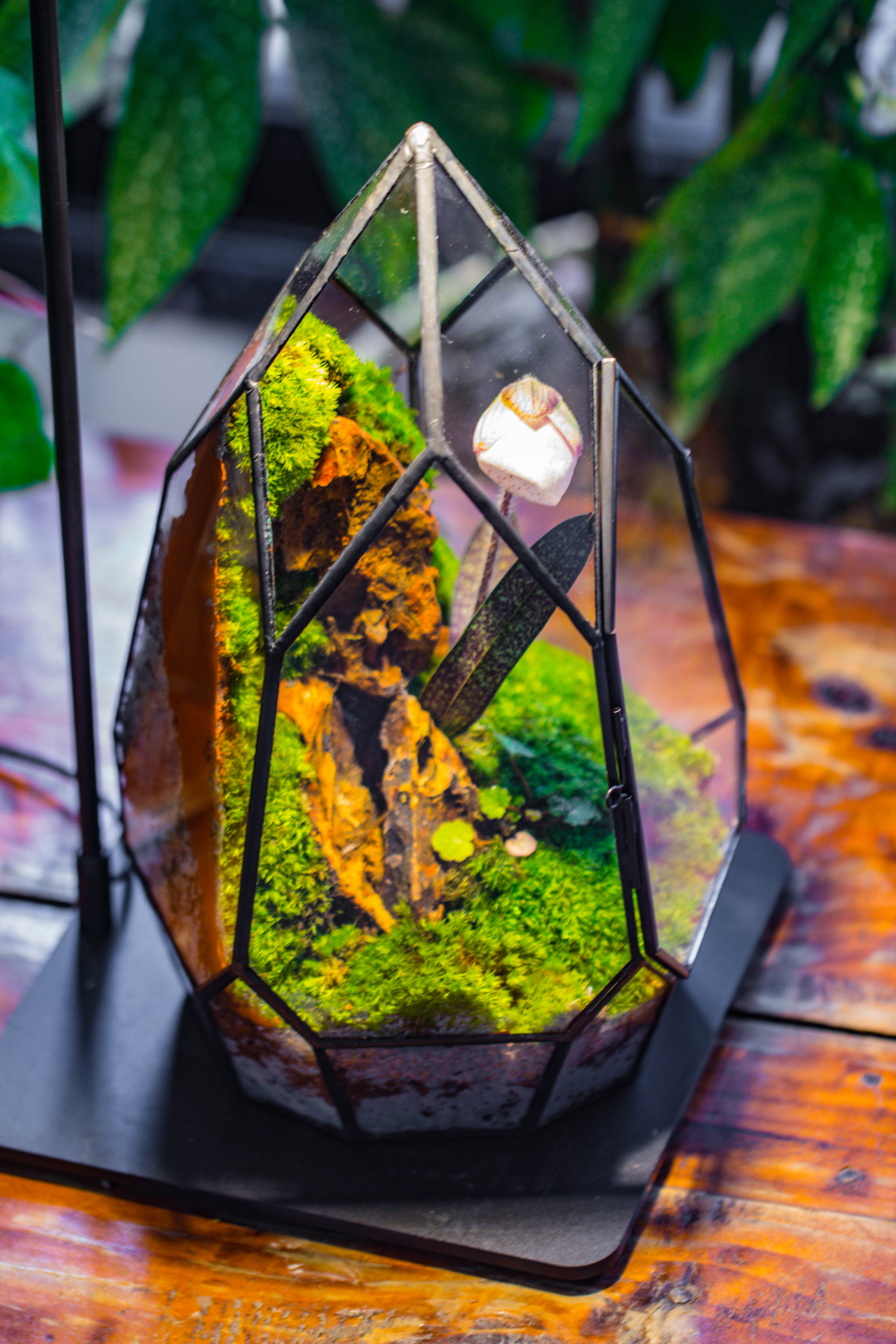 Cliff terrarium project: Live Moss Cliff TearDrop Close Terrarium Building Kit with matching LED Grow Light and Base - NCYPgarden