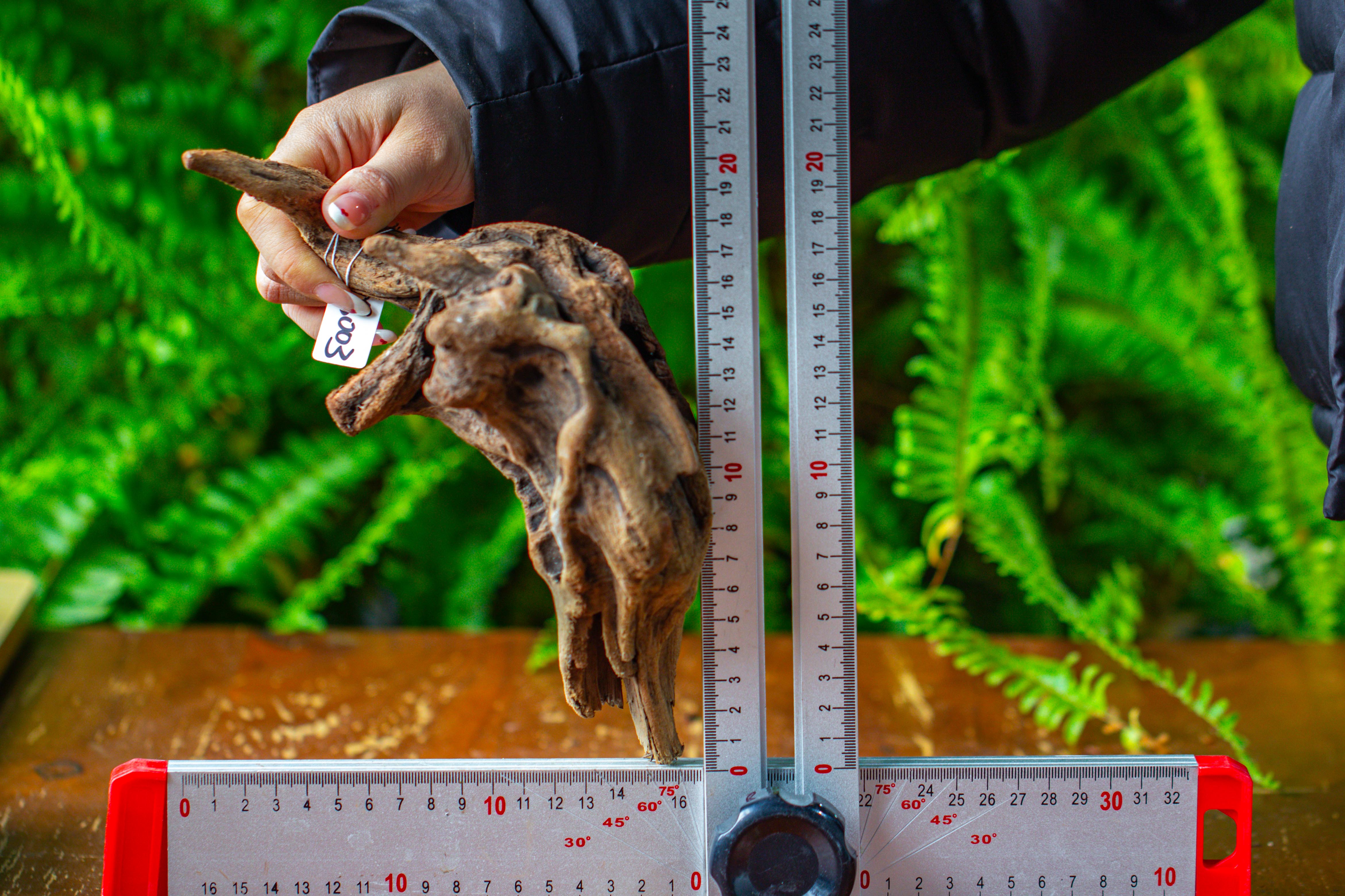 driftwood for moss terrarium, miniature, micro landscape,TS003 - NCYPgarden