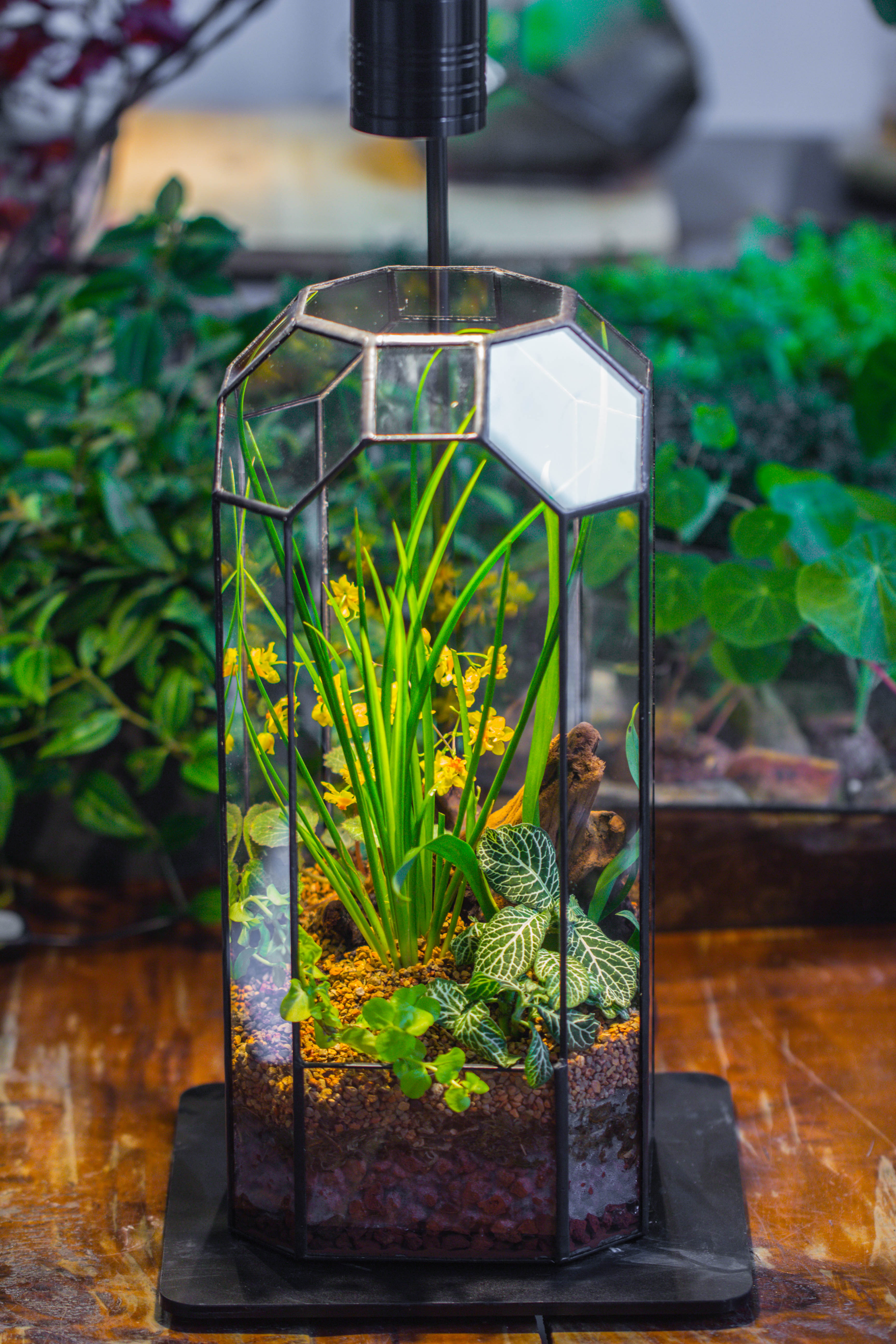 Vintage Tall Octagon Geometric Tin Glass Terrarium , 12.6" , open, suitable for tall plants, orchid, small begonia Pitcher, Micro landscape   -with warm light set - NCYPgarden