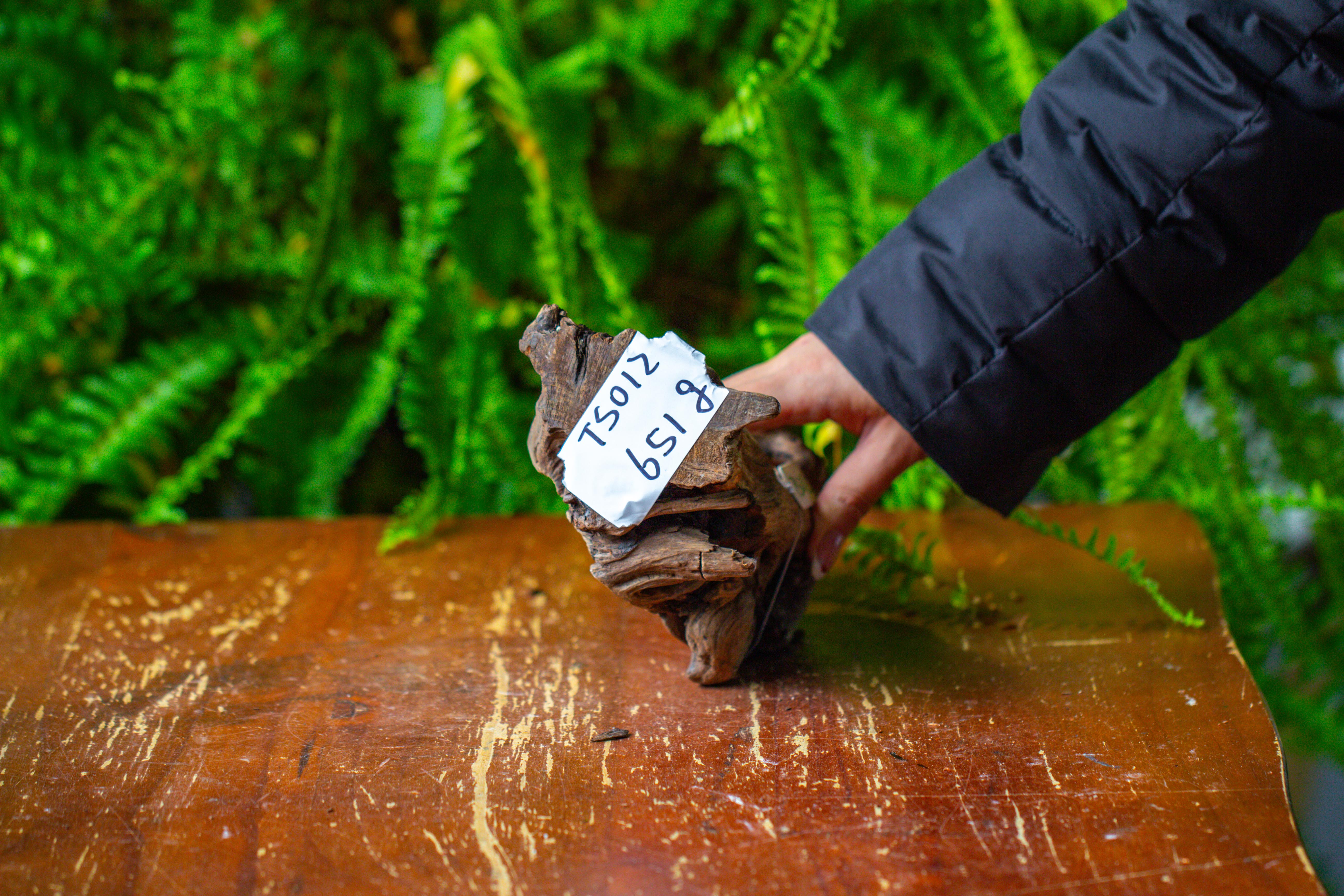 driftwood for moss terrarium, miniature, micro landscape,TS012 - NCYPgarden