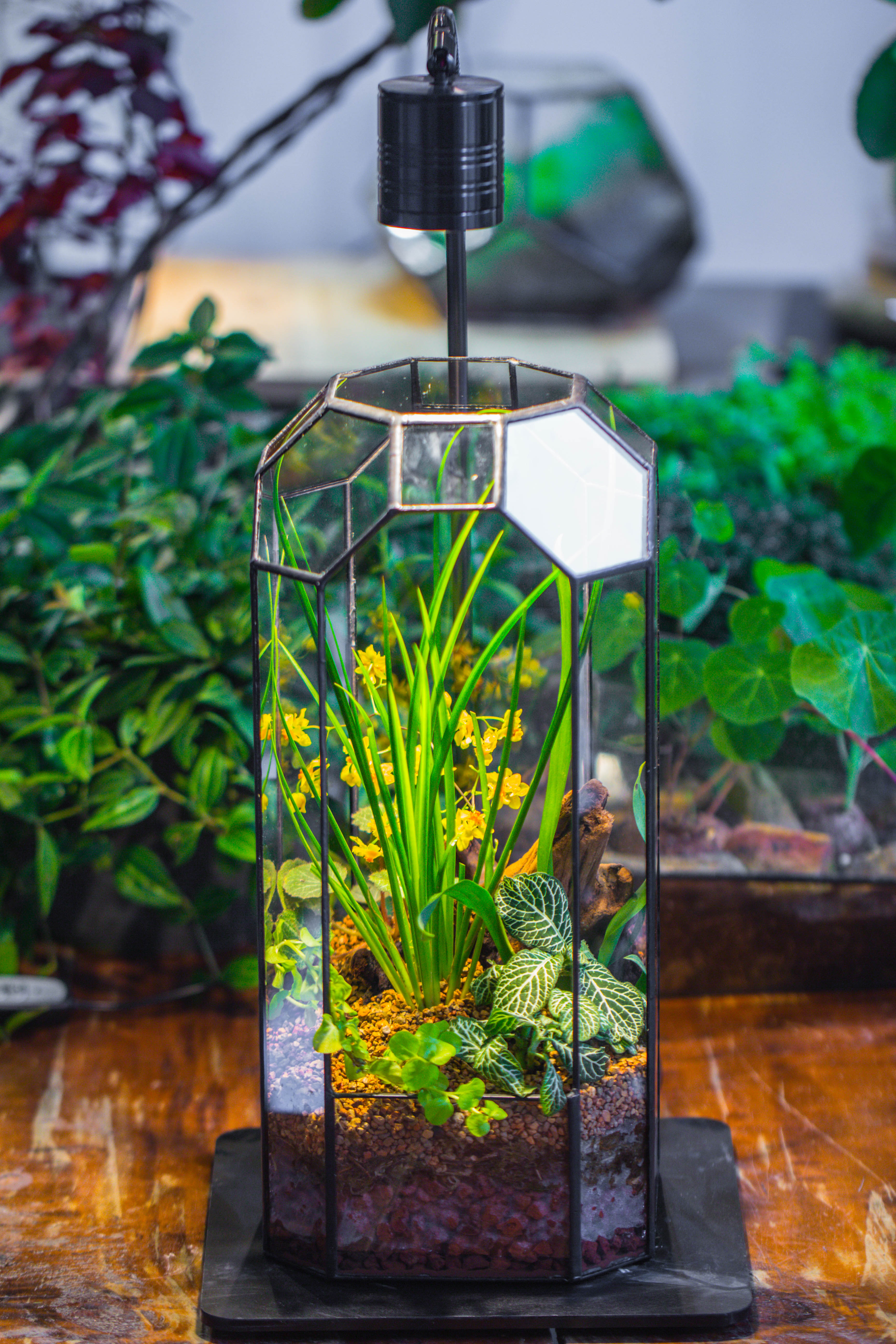 Vintage Tall Octagon Geometric Tin Glass Terrarium , 12.6" , open, suitable for tall plants, orchid, small begonia Pitcher, Micro landscape   -with warm light set - NCYPgarden