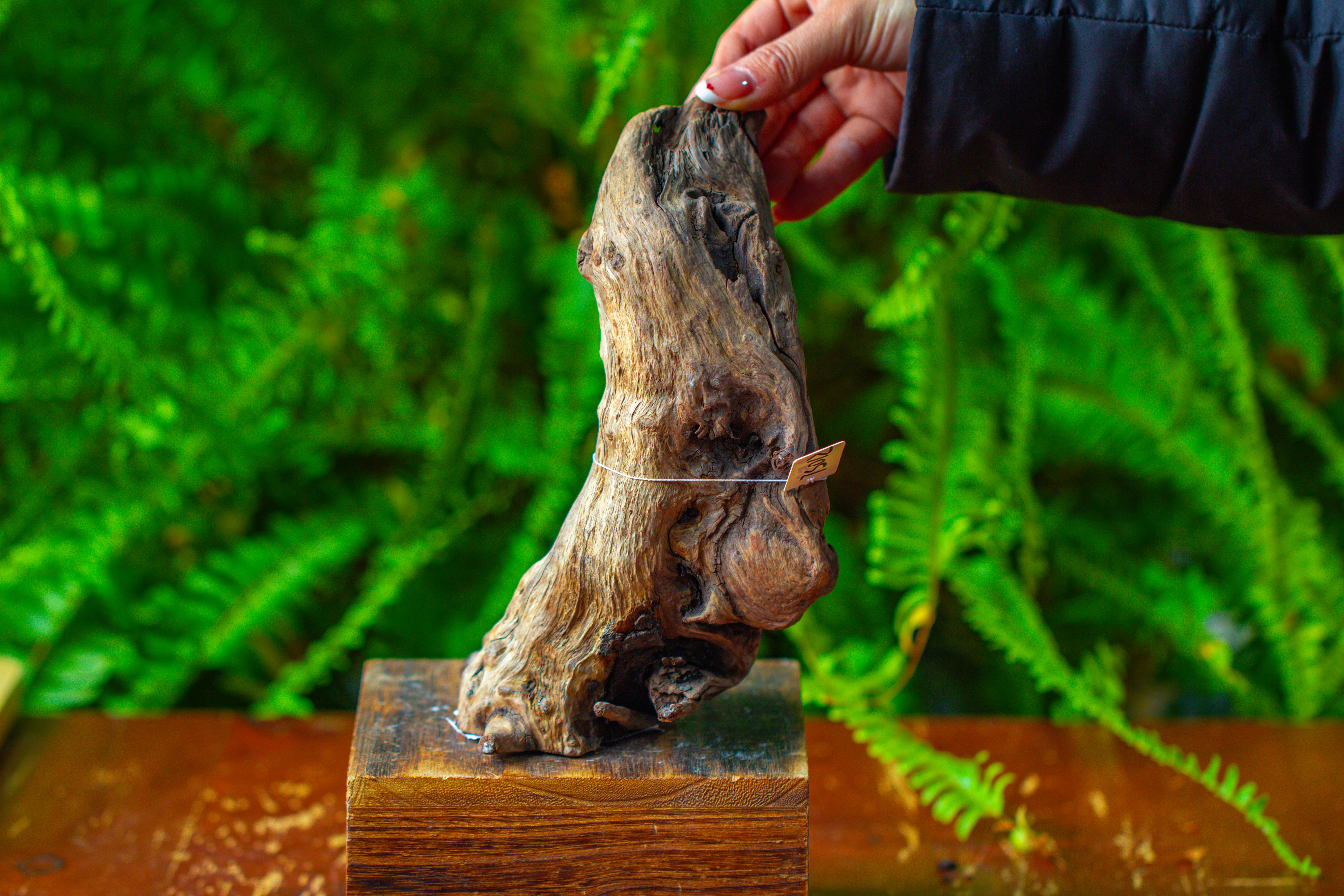 driftwood for moss terrarium, miniature, micro landscape,TS012 - NCYPgarden