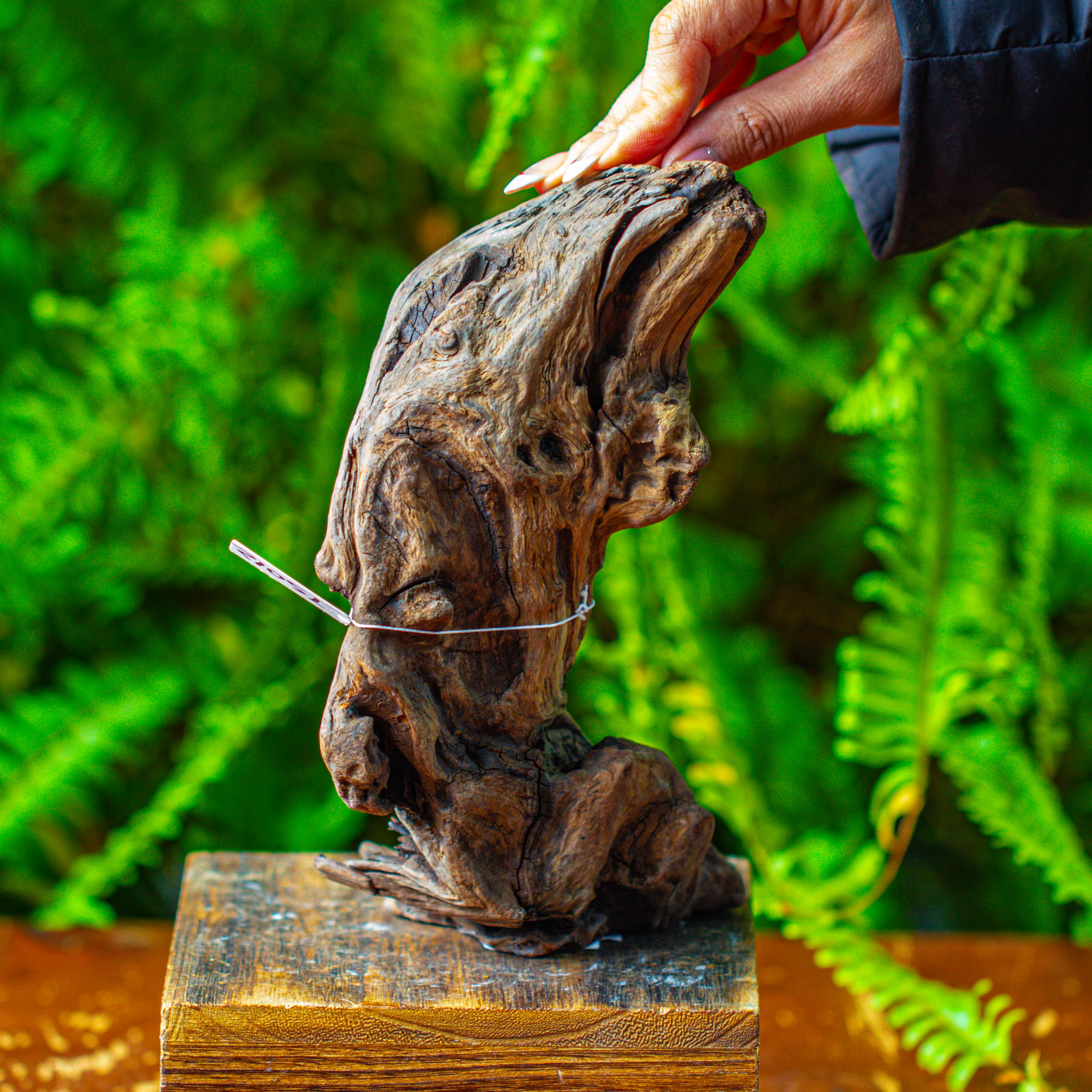 driftwood for moss terrarium, miniature, micro landscape,TS012 - NCYPgarden