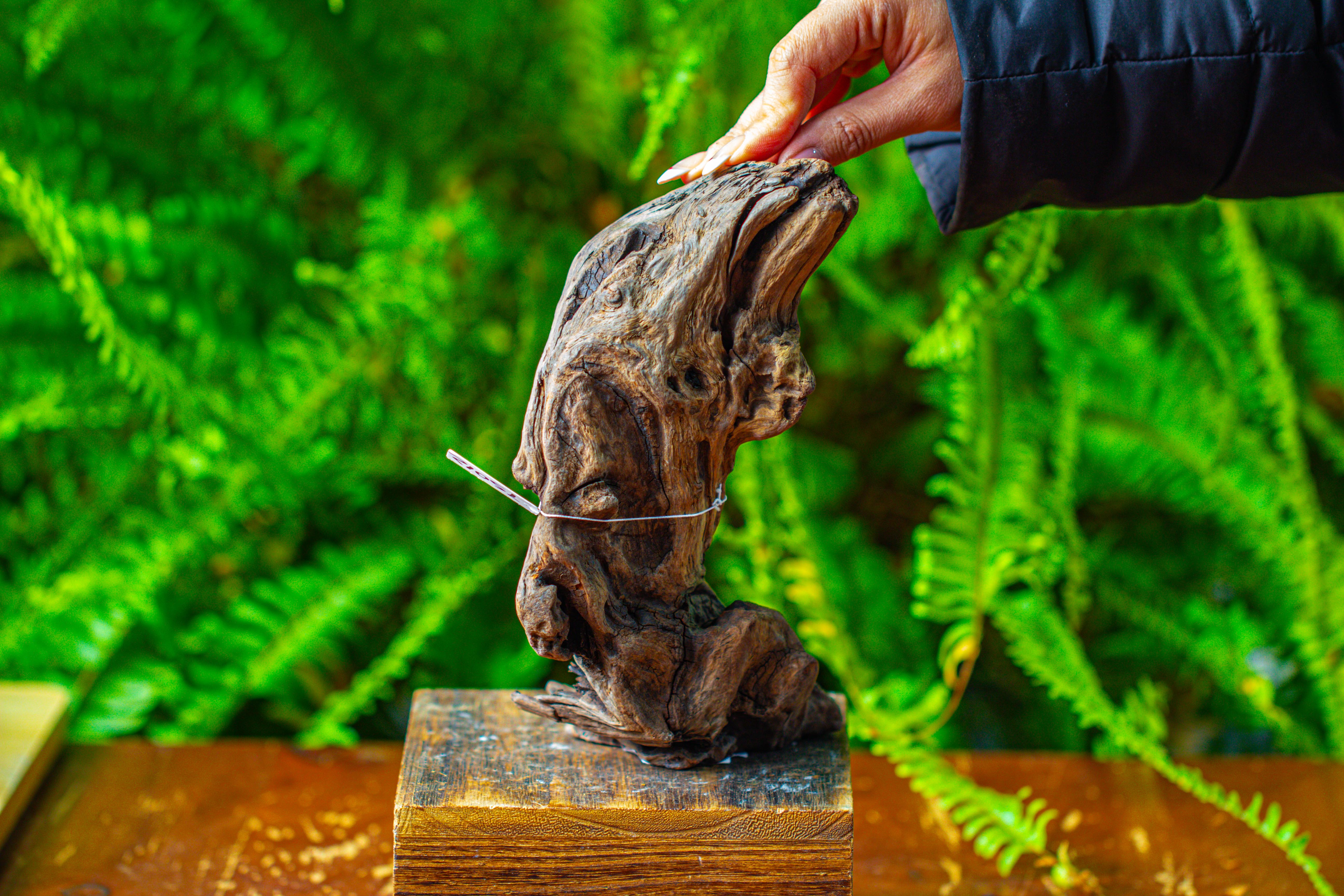driftwood for moss terrarium, miniature, micro landscape,TS012 - NCYPgarden