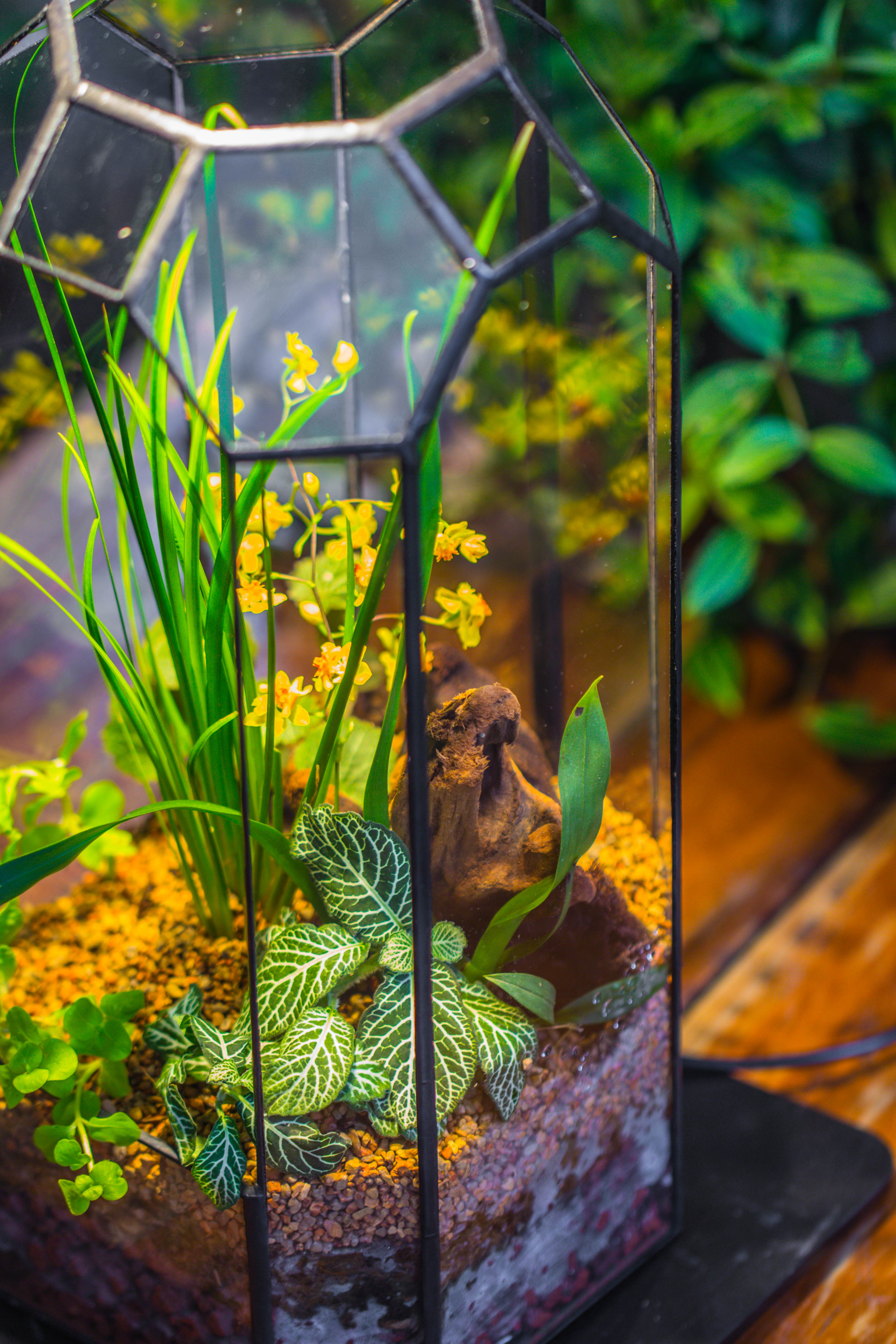 Vintage Tall Octagon Geometric Tin Glass Terrarium , 12.6" , open, suitable for tall plants, orchid, small begonia Pitcher, Micro landscape   -with warm light set - NCYPgarden