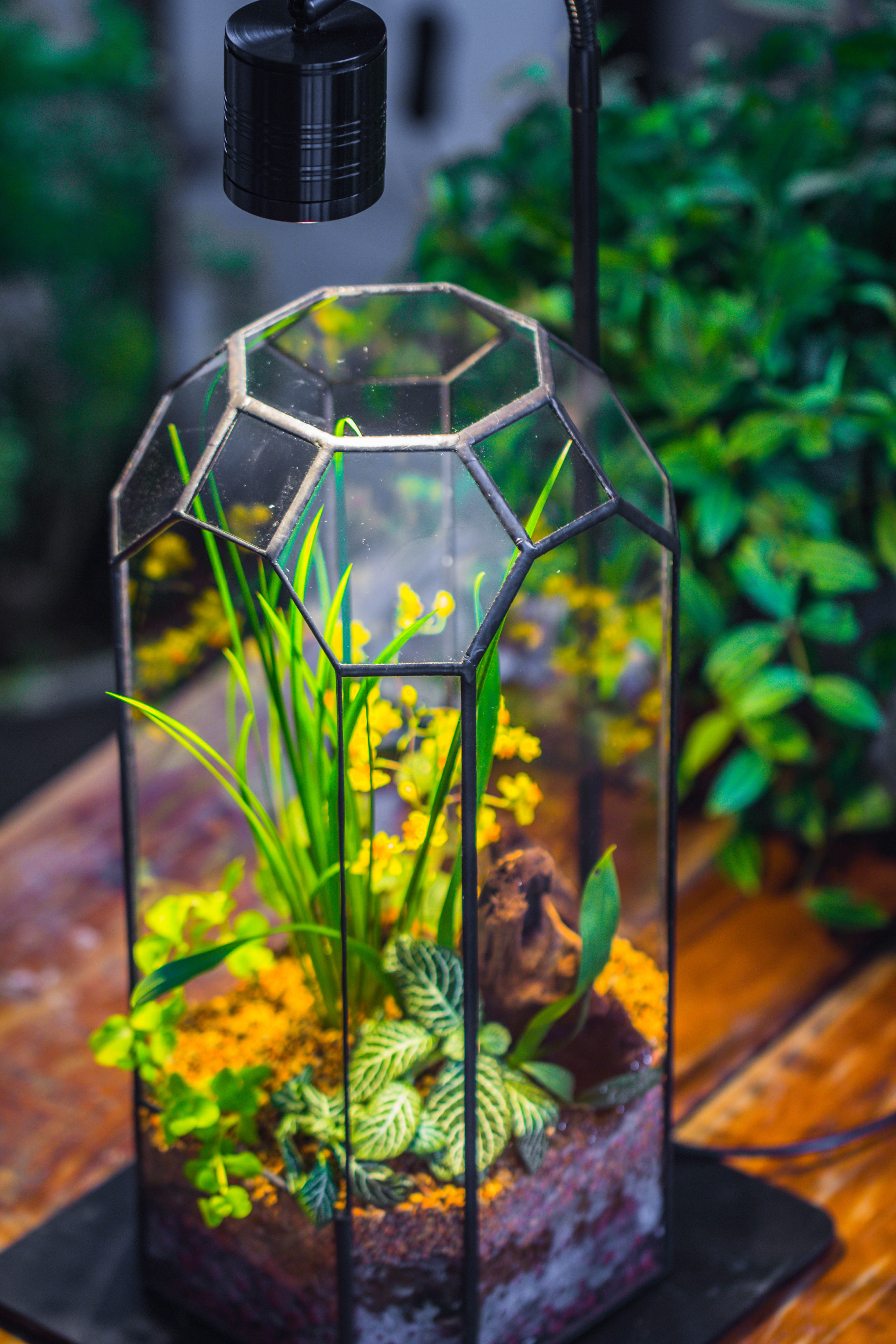 5W Warm White Black LED Grow Light adjustable with Black Matte Stand, or terrarium, moss, shade plants, Multi Size Available customizable    -39cm / 15.4 - NCYPgarden