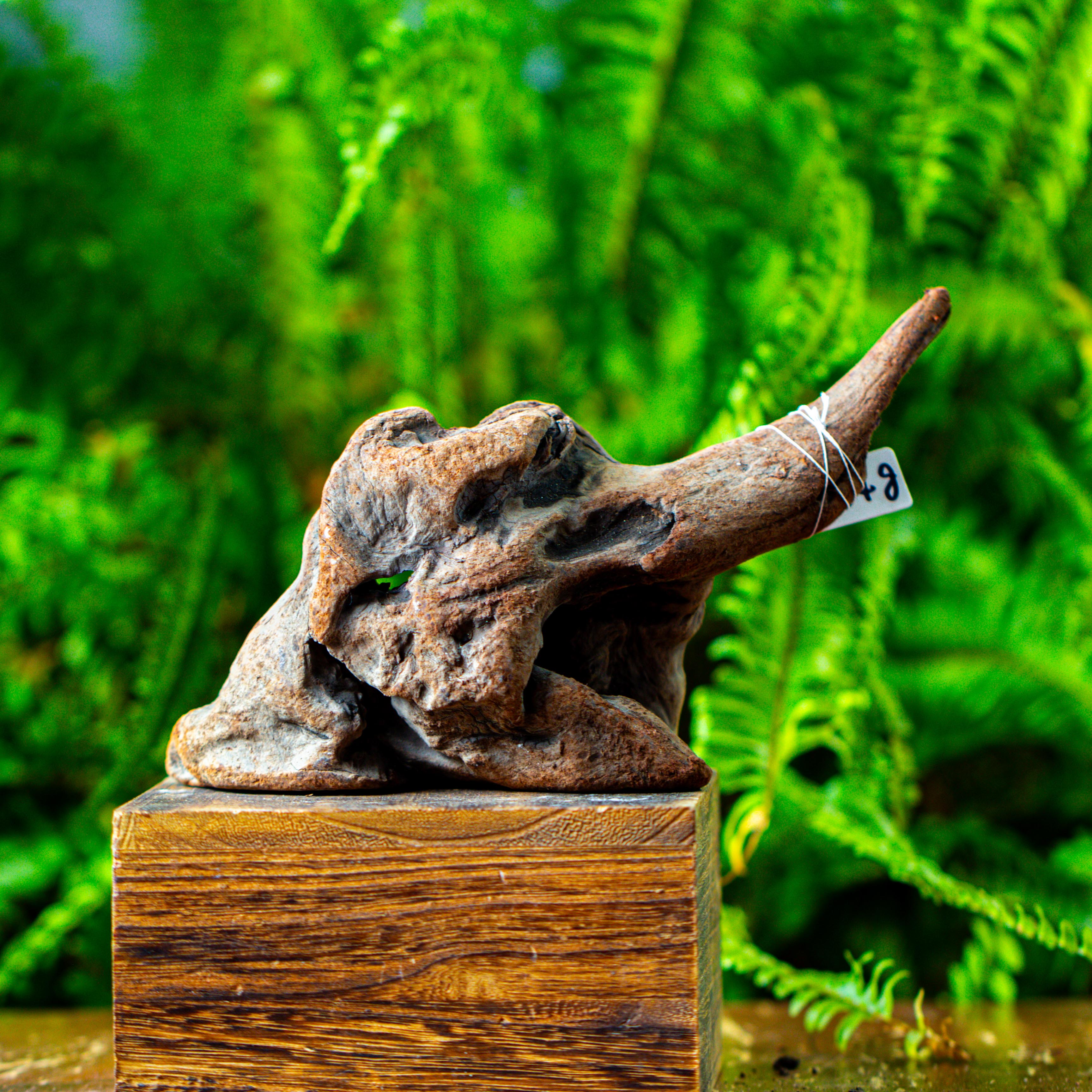 driftwood for moss terrarium, miniature, micro landscape,TS002 - NCYPgarden