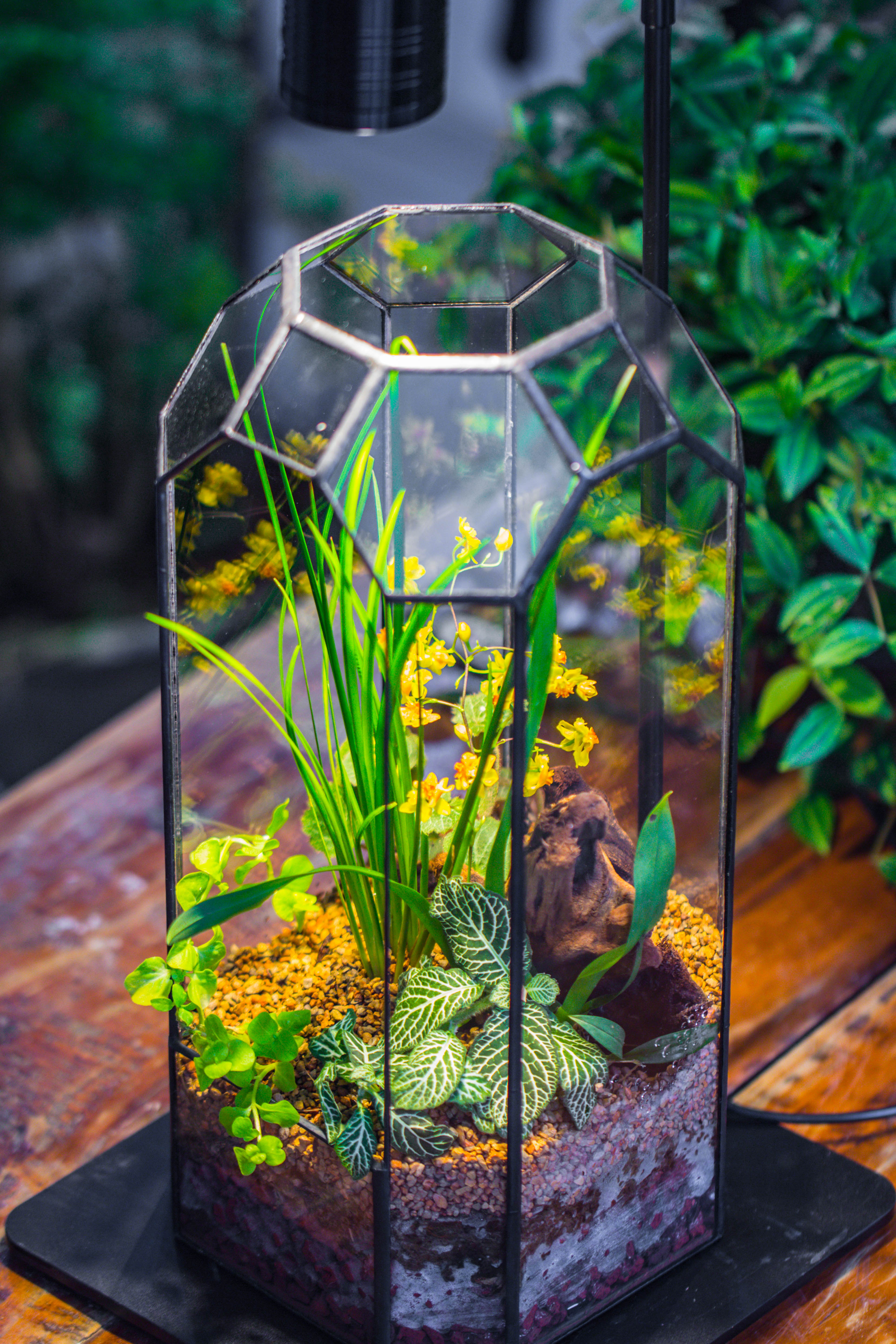 Vintage Tall Octagon Geometric Tin Glass Terrarium , 12.6" , open, suitable for tall plants, orchid, small begonia Pitcher, Micro landscape   -with warm light set - NCYPgarden