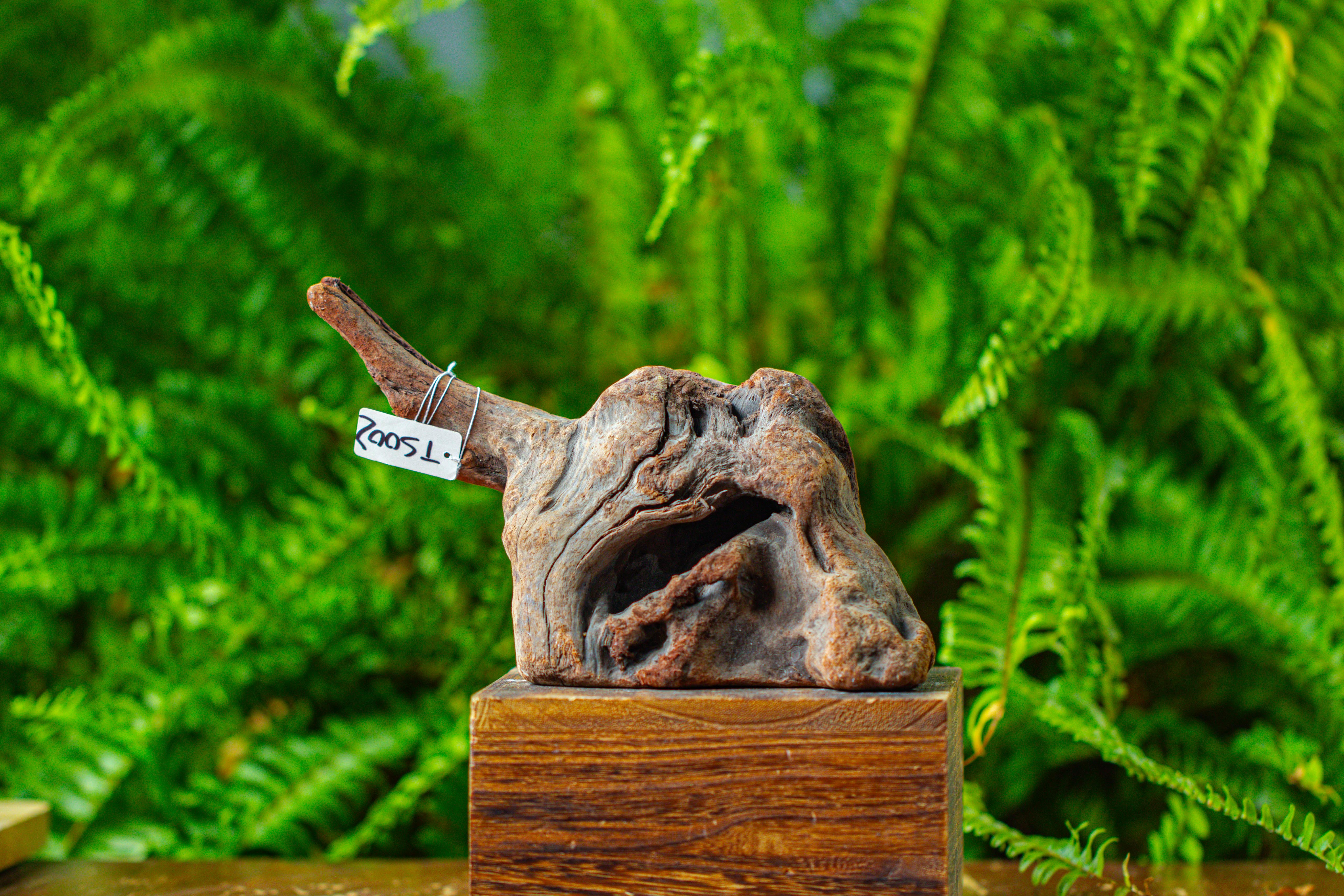 driftwood for moss terrarium, miniature, micro landscape,TS002 - NCYPgarden